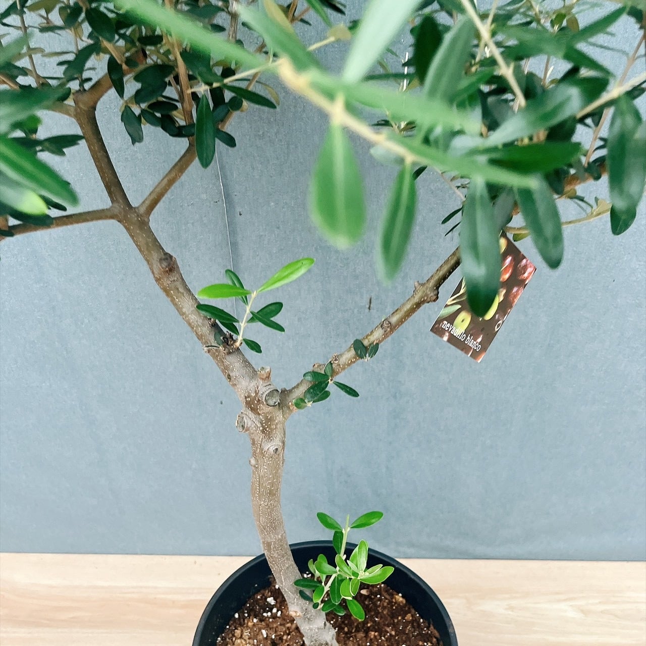 現品］14番 創樹 オリーブ ネバディロブランコ 8号 観葉植物 大型 屋外