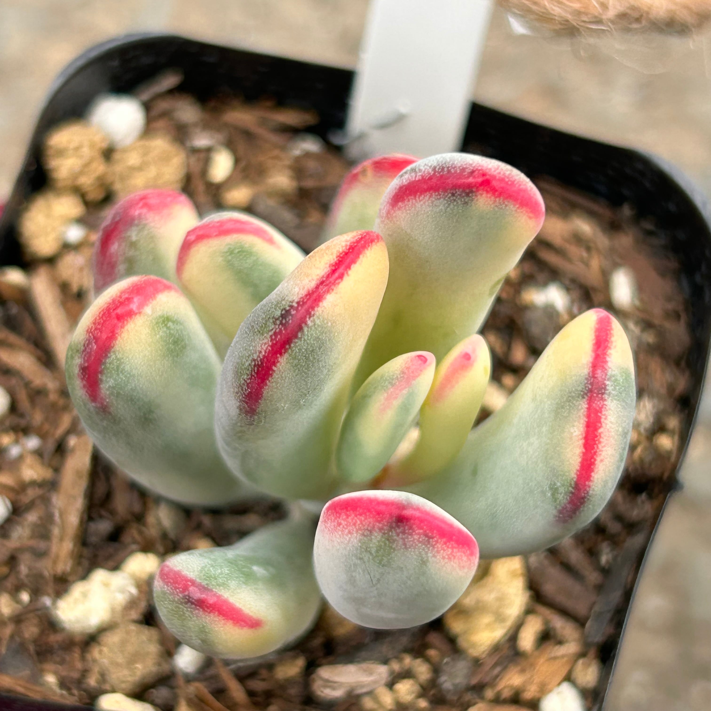 錦 | RuPo 多肉植物専門店