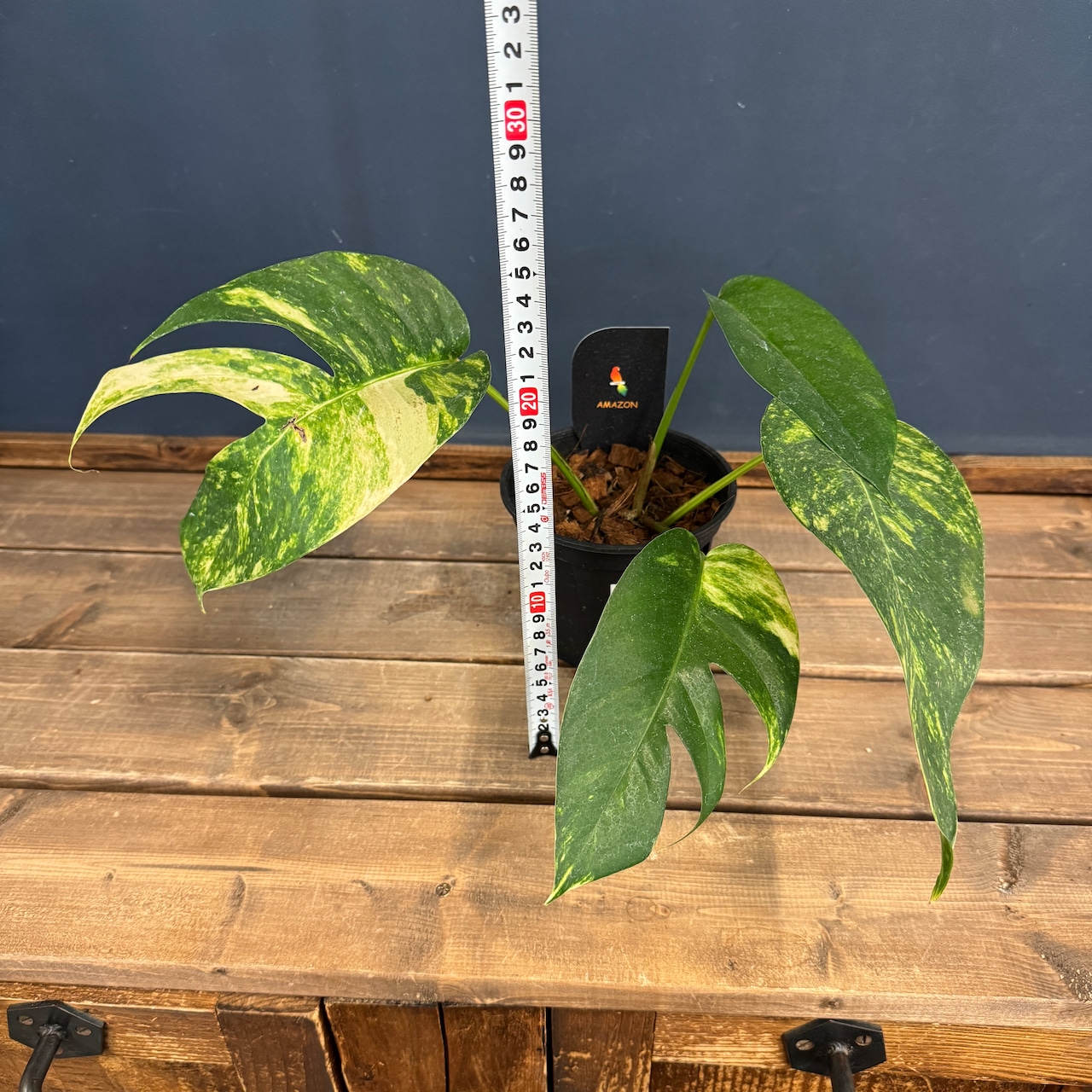 【クリアランス】エピプレナム アマゾンゴールド【351】