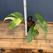 【クリアランス】エピプレナム アマゾンゴールド【351】