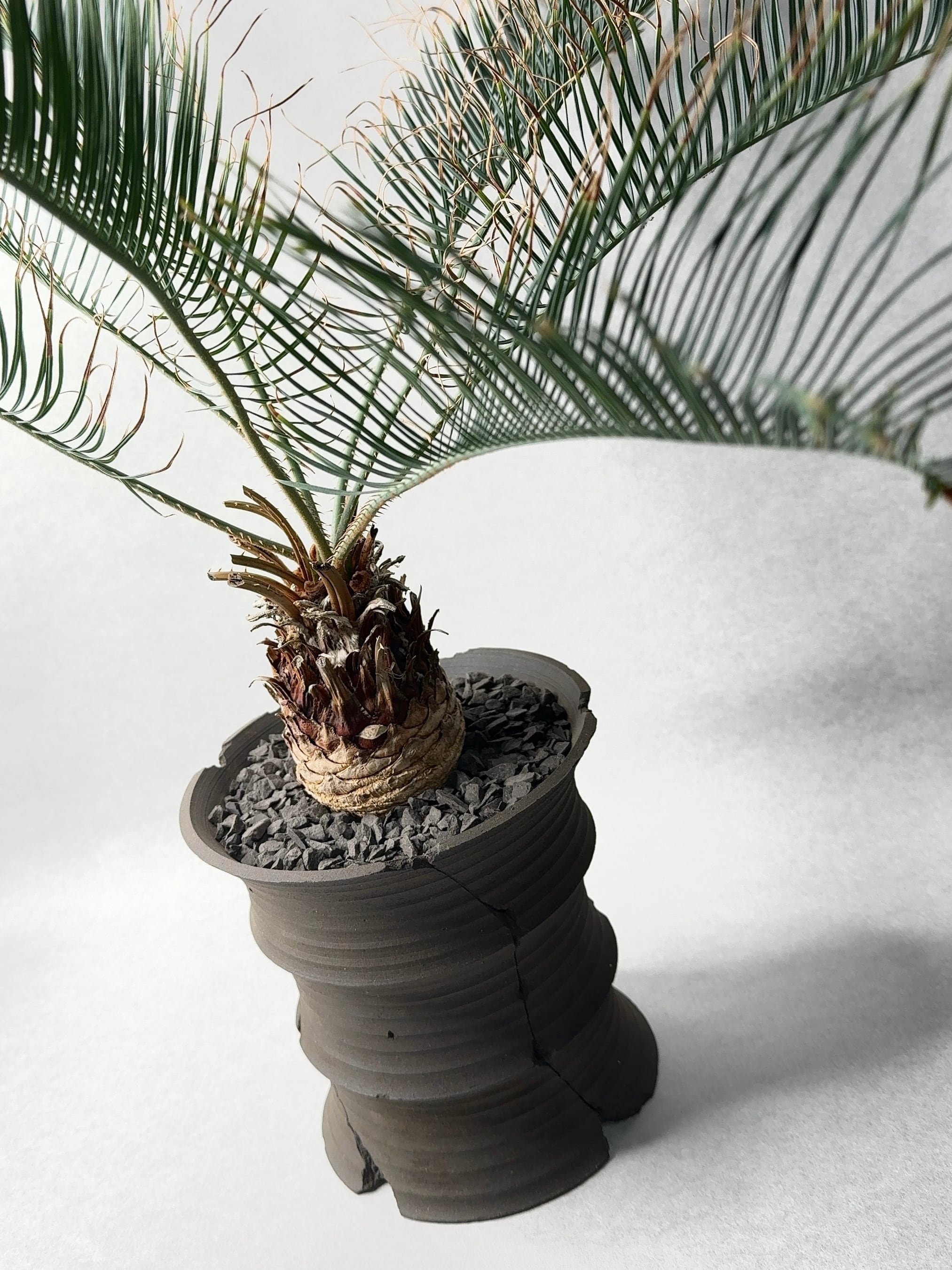 サイカス・カイルンシアナ | trigger