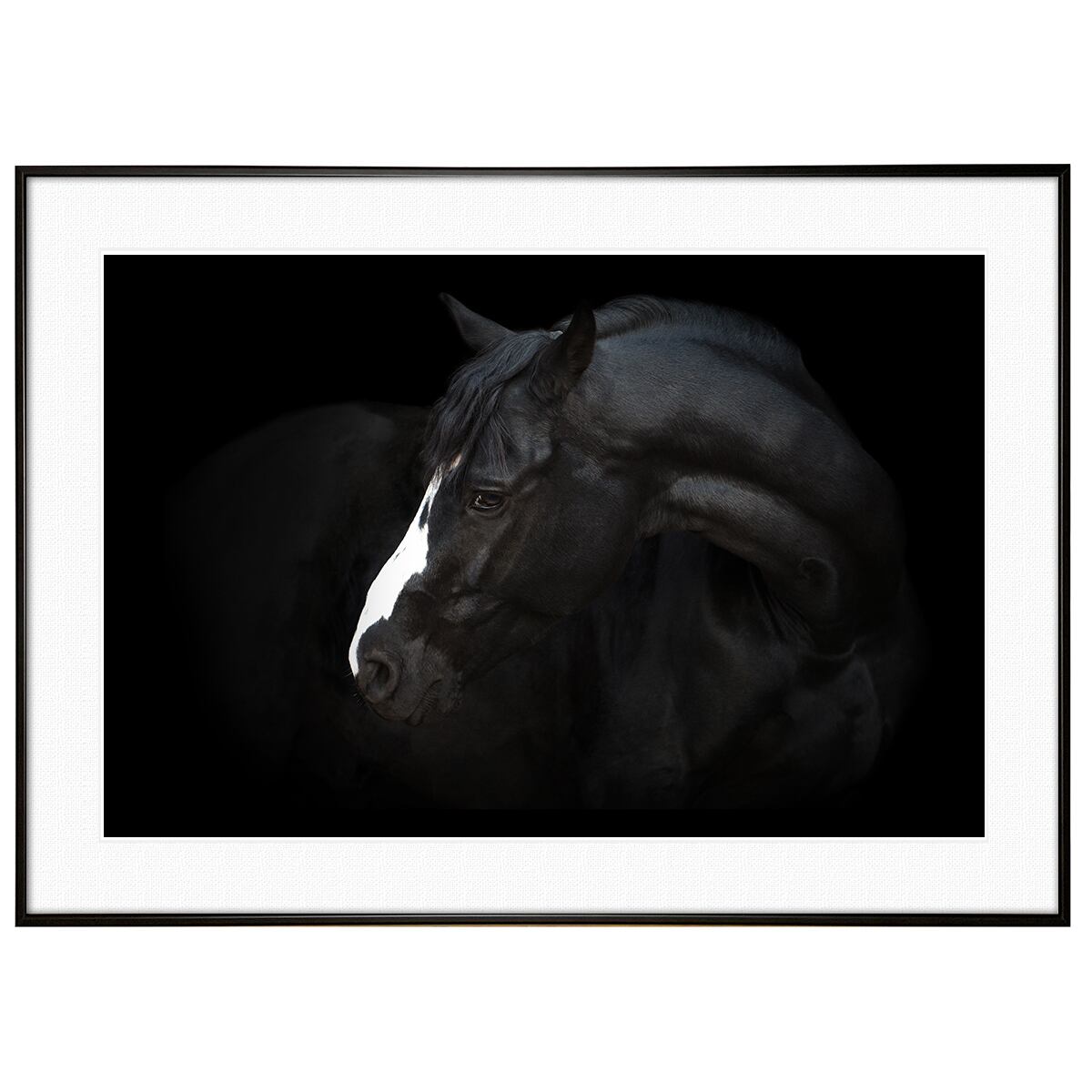 動物写真 馬 インテリア モノクロアートポスター額装 AS1239