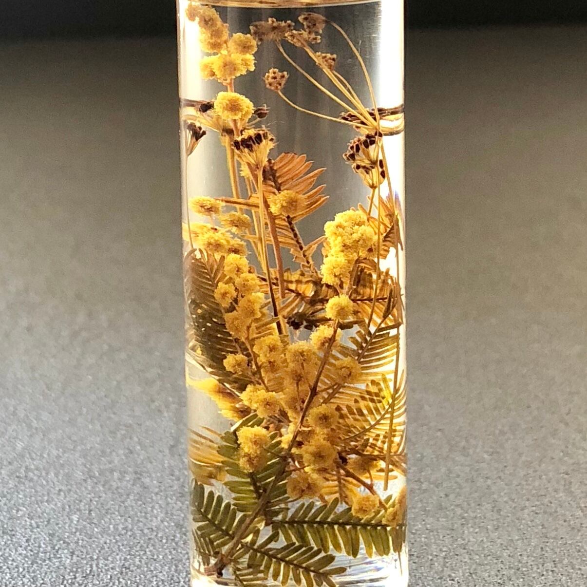 植物標本 ミモザのミニハーバリウム mimosa's mini herbarium | she is