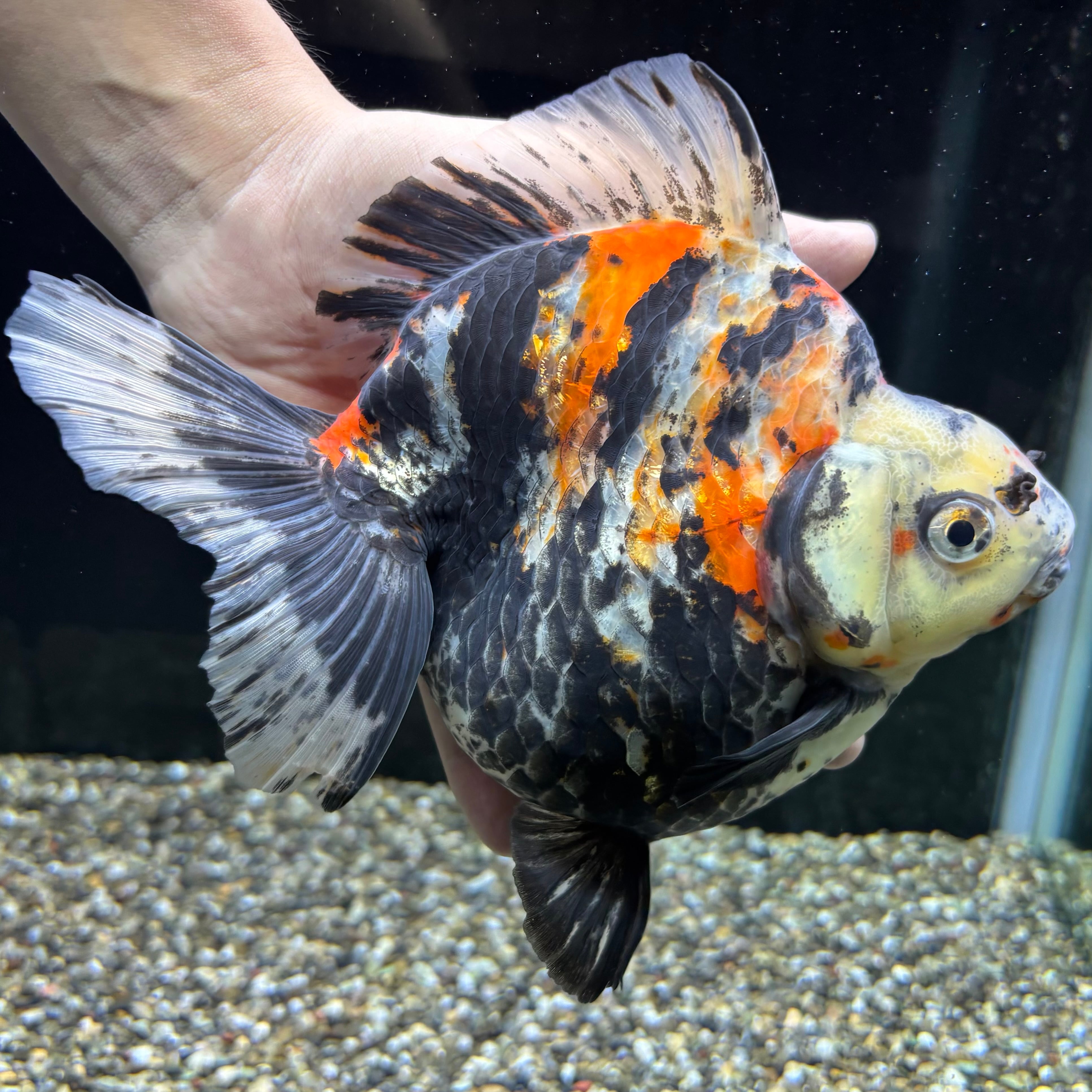 ま*る様 【新品/未着用/激レア】XL シャンハイタン 上海灘 ドラゴン 龍 T Amazon.co.jp: UR◇千年竜（WJ－04）『左向き』 : おもちゃ