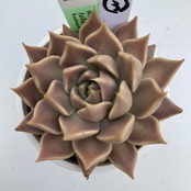【現物商品】ECHEVERIA tobarensis,Tobar ③ 原種 実生苗