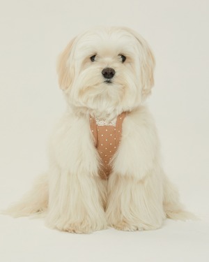 【予約】[ thesallyslaw ] Chloe Top｜Latte Dot