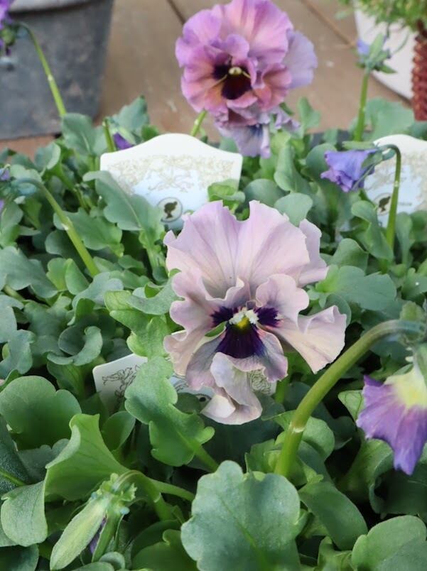 ビオラ『レディ』 3号ポット 1苗 寄せ植え 花 | サクシフォン|花で