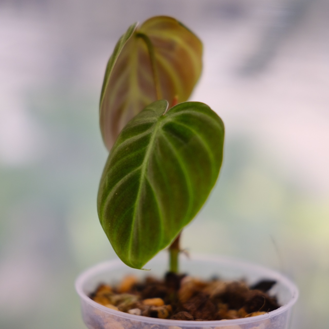 フィロデンドロン エルチョコレッド / Philodendron "El Choco Red"⑤ / 観葉植物<育て方・花言葉>