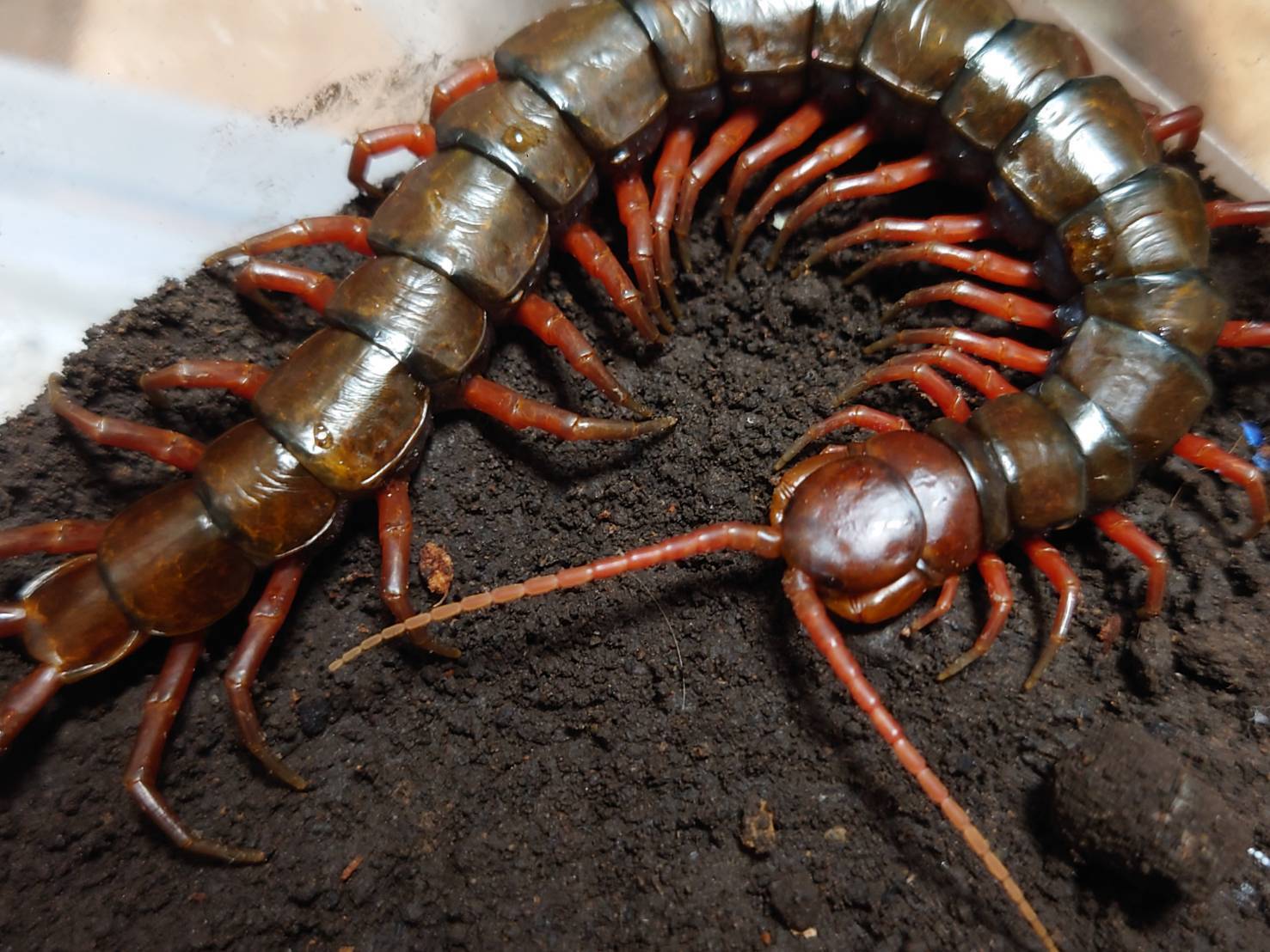 スマトラレッドジュエルセンチピード 1匹 ムカデ おだんごくらぶ