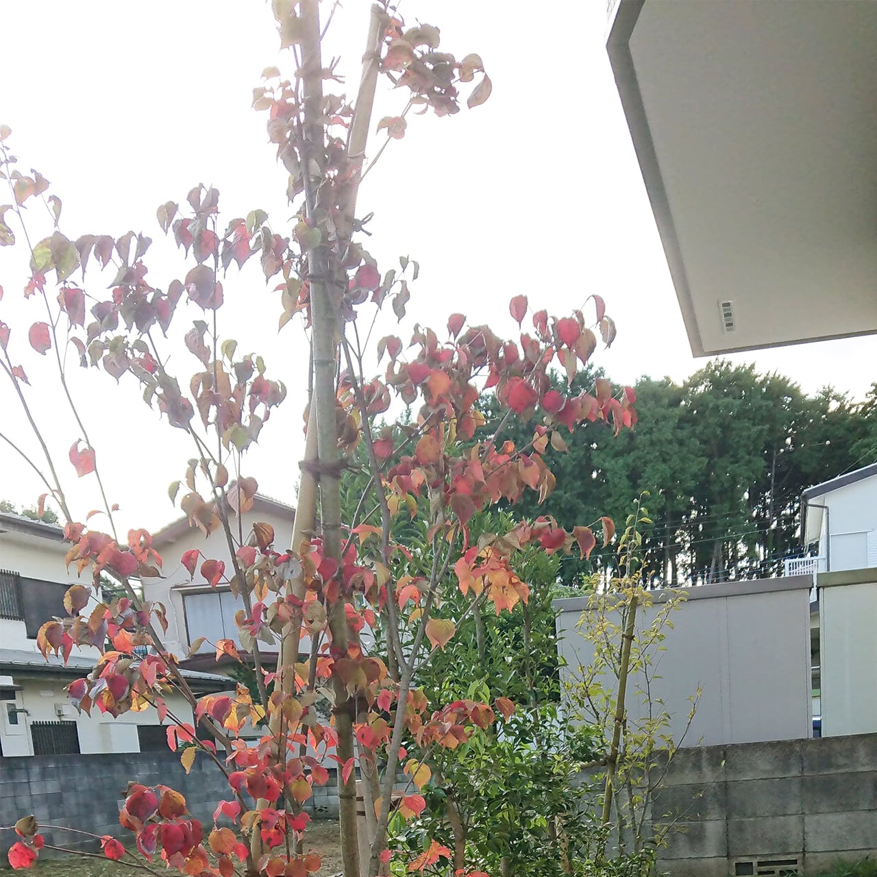 ヤマボウシ 株立ち（45㎝ポット / 地植え）