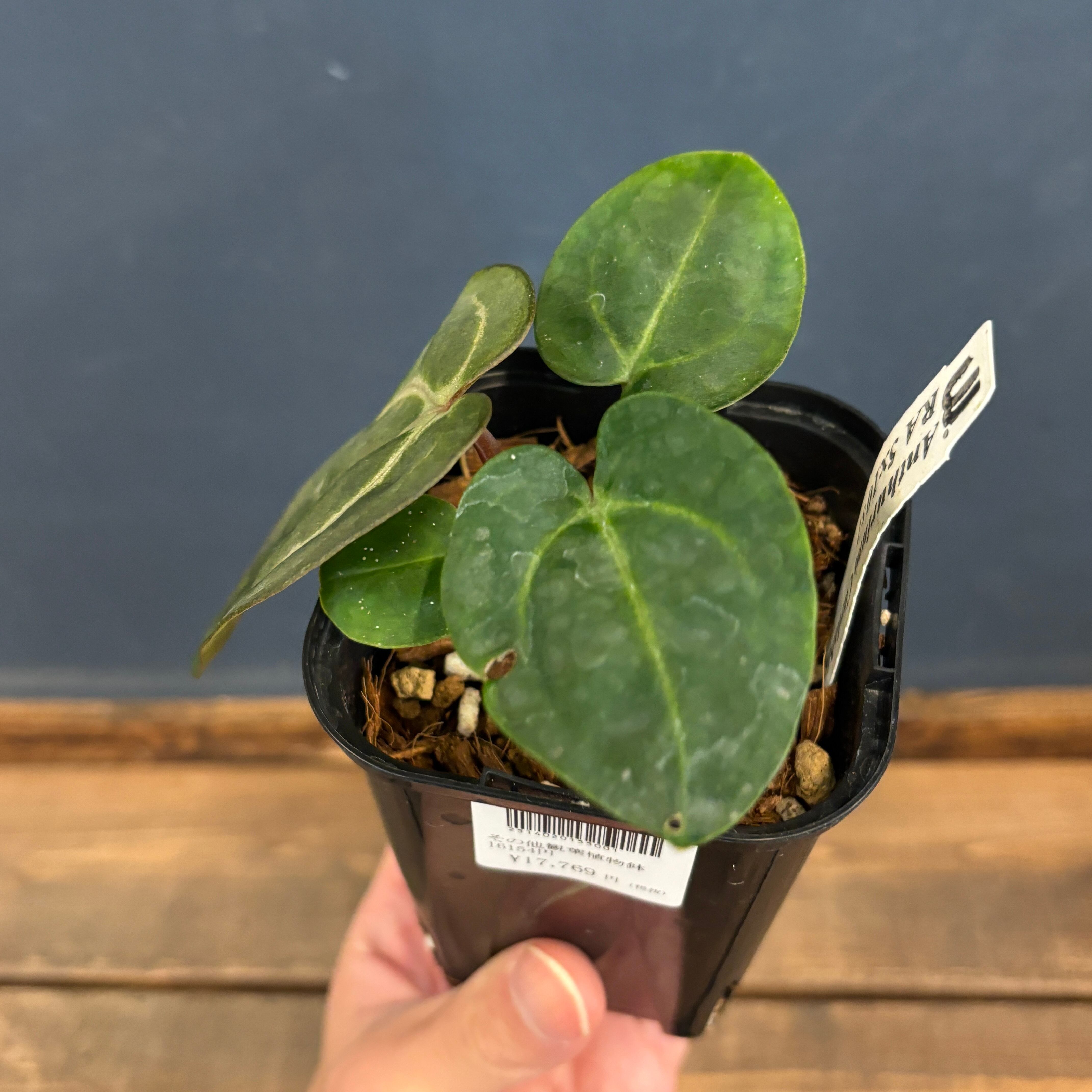 アンスリウム カーラブラッキー【1055】 | PROTOLEAF プロトリーフ