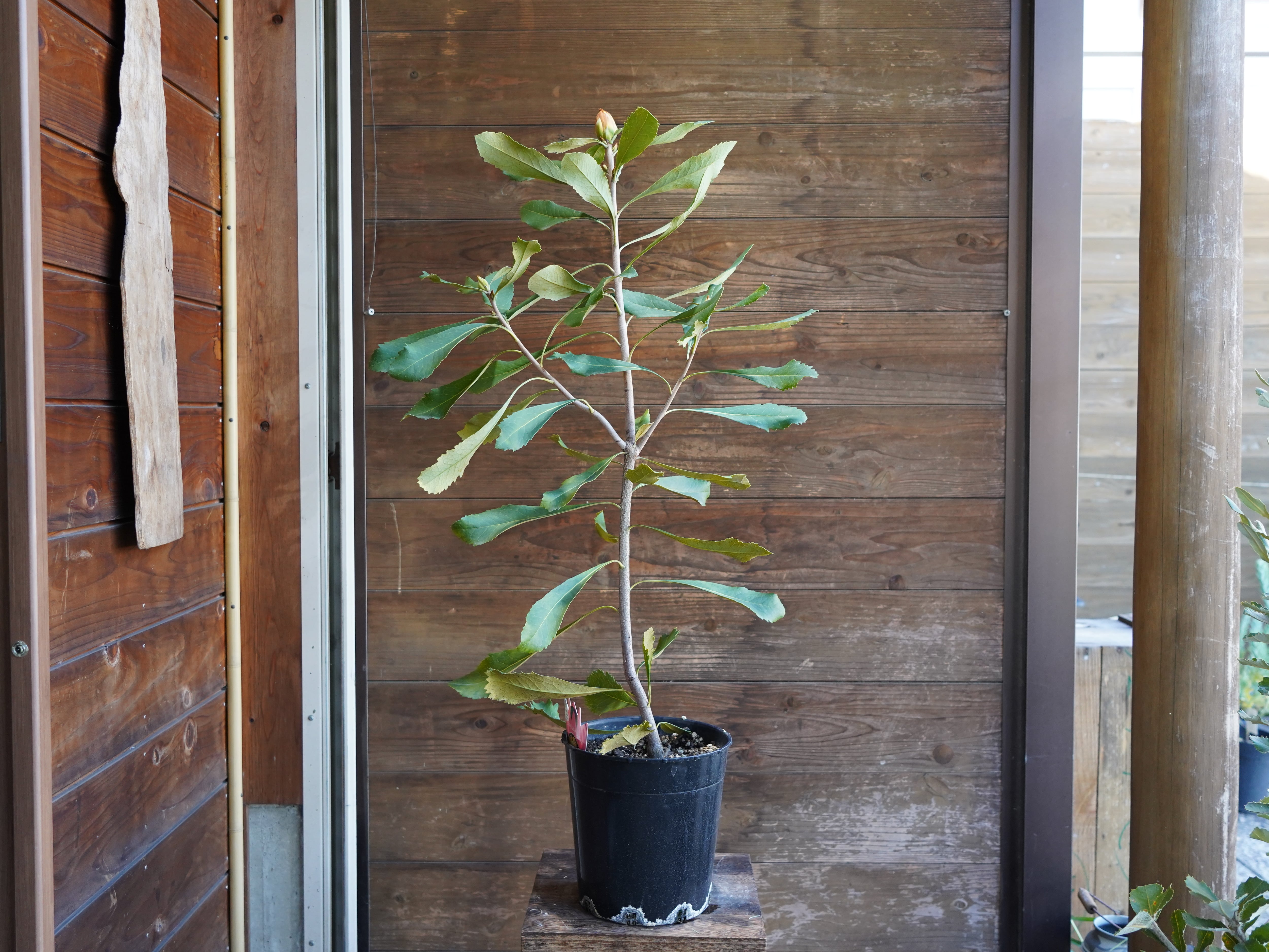 【現物】テロペア　”シェイディレディイエロー”