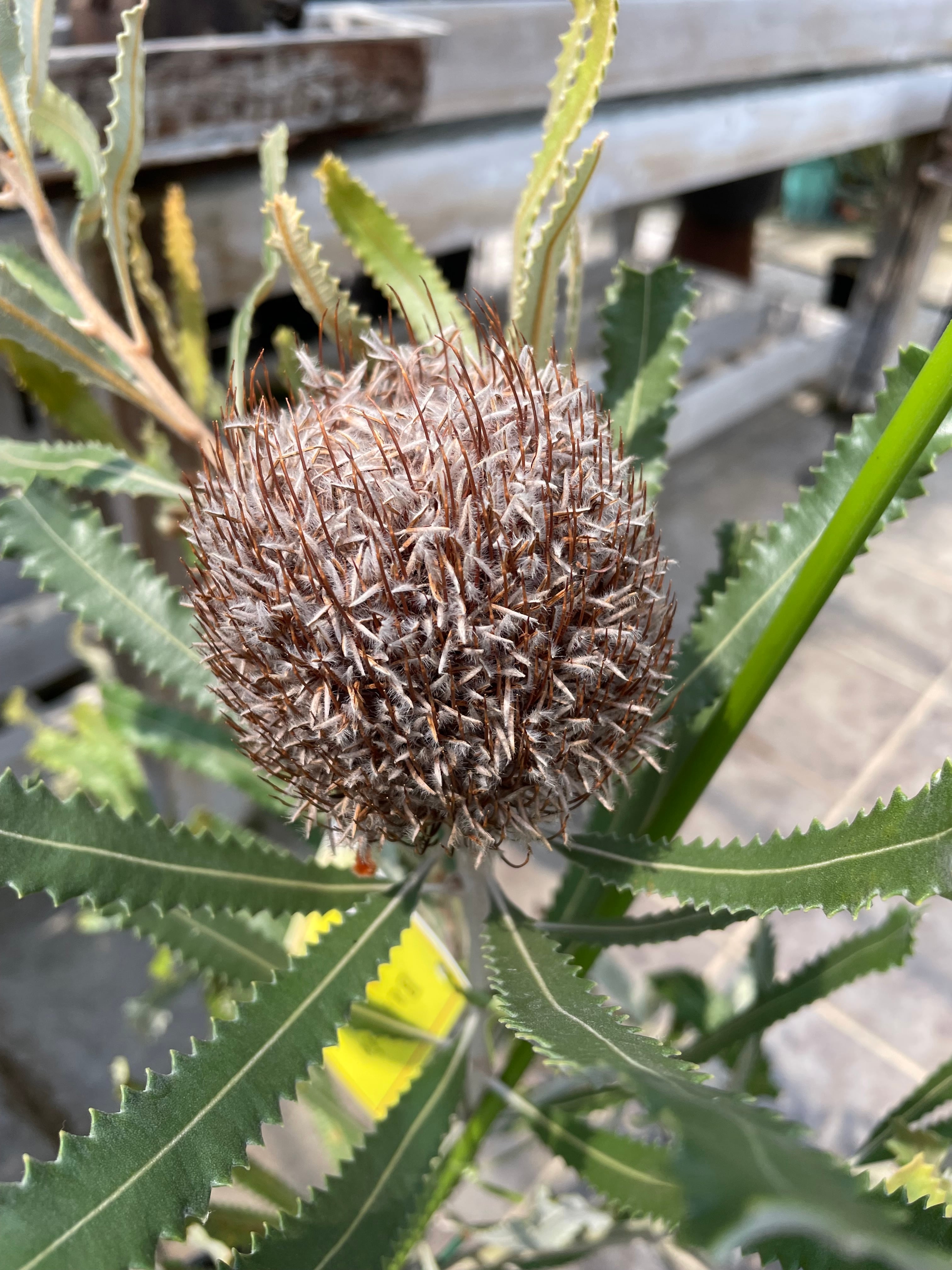 バンクシア バーデッティ　5号　美樹形 バンクシア バーデッティ 5号 美樹形 バンクシア バーデッティ①