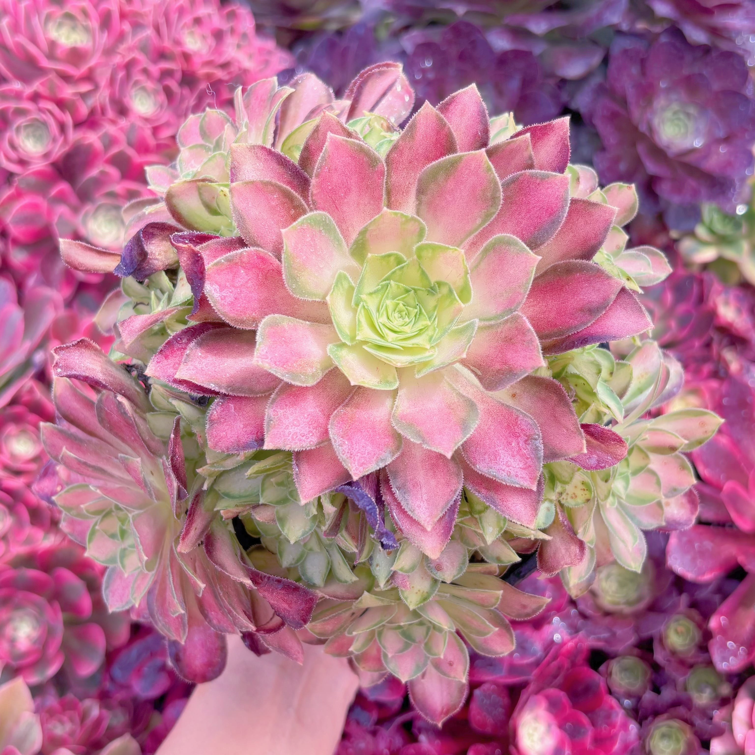 現品　パラダイス錦#K507　群生　るる農園