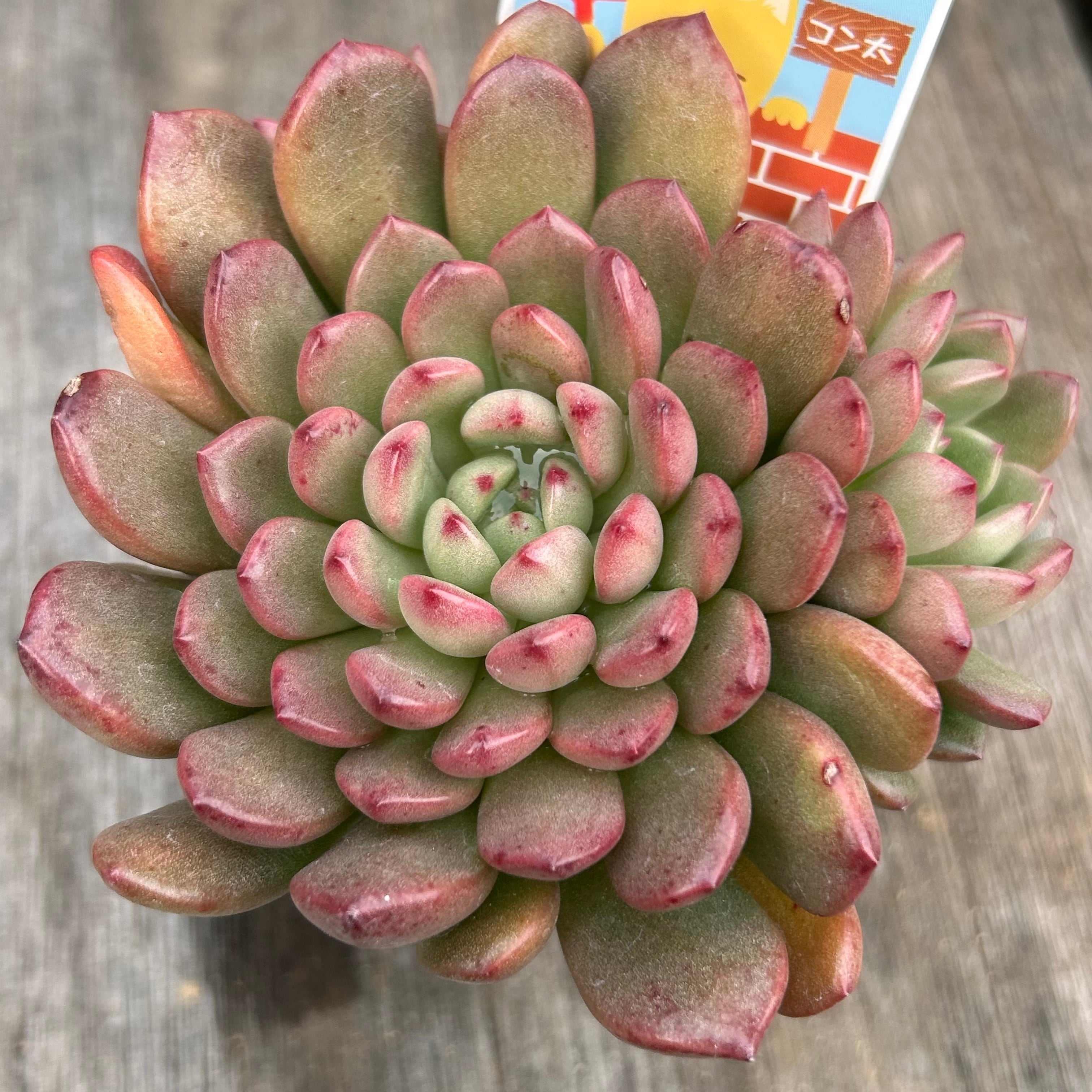 ピンクルルビー | RuPo 多肉植物専門店 ピンクルルビー | RuPo 多肉植物専門店