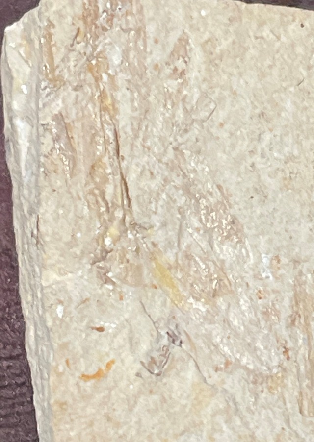 化石　エビ　白亜紀