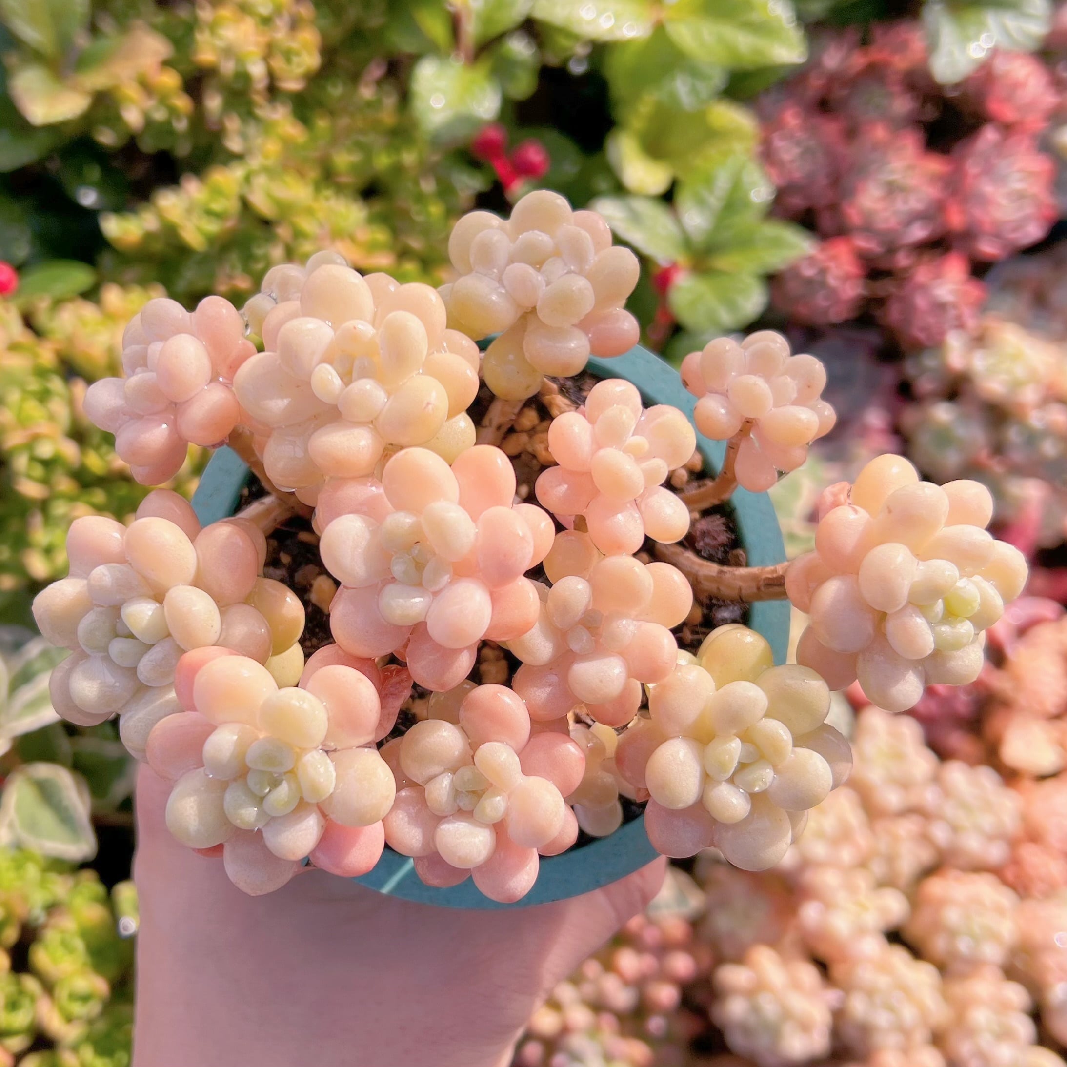 現品　丸葉ストロベリーミルク#A87    群生　るる農園