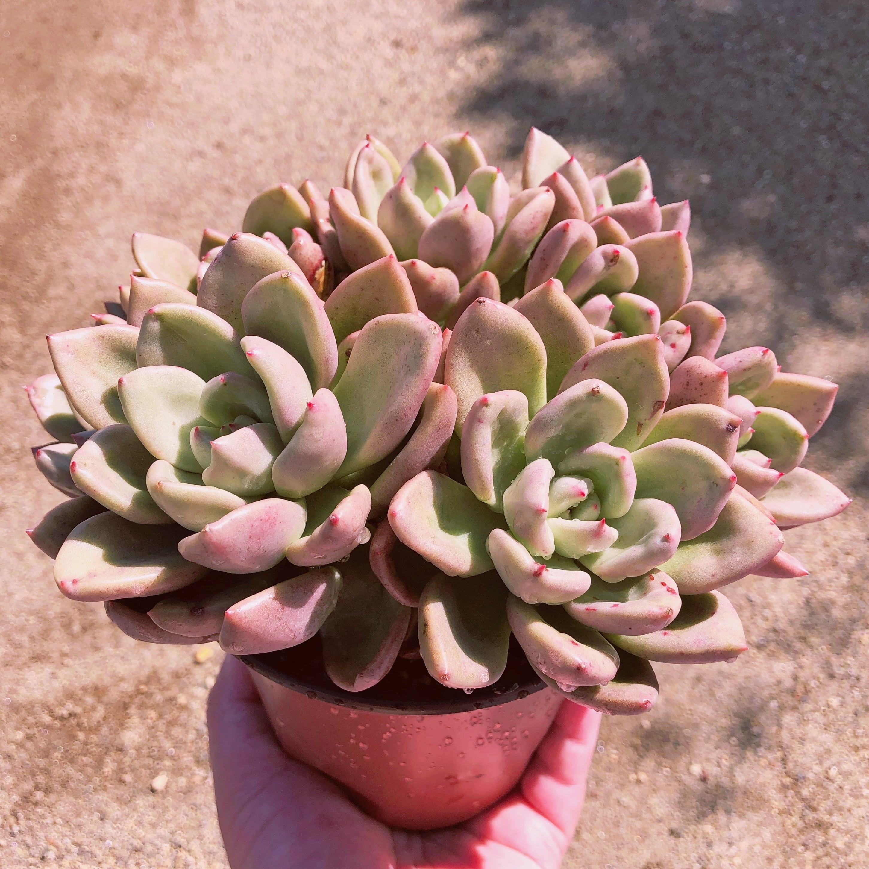 多肉植物 アボカドクリーム 特大群生 | るる農園~多肉植物専門