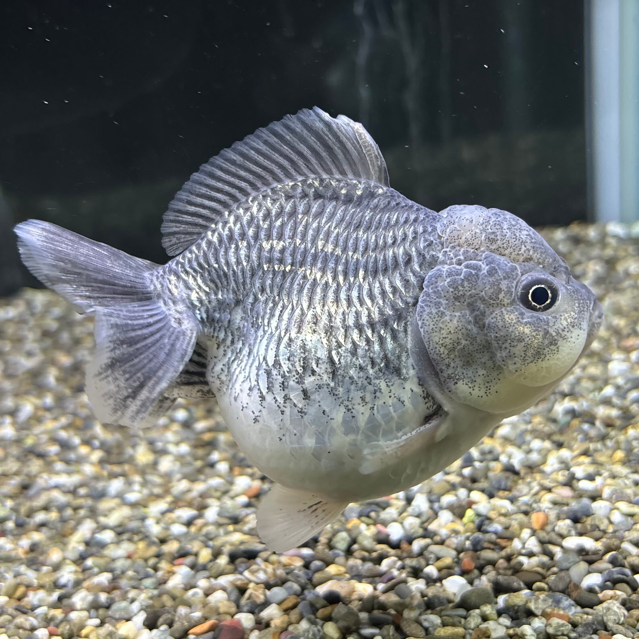 オランダショートテール | 金魚・熱帯魚専門店 AquaPro.H オランダショートテール | 金魚・熱帯魚専門店 AquaPro.H