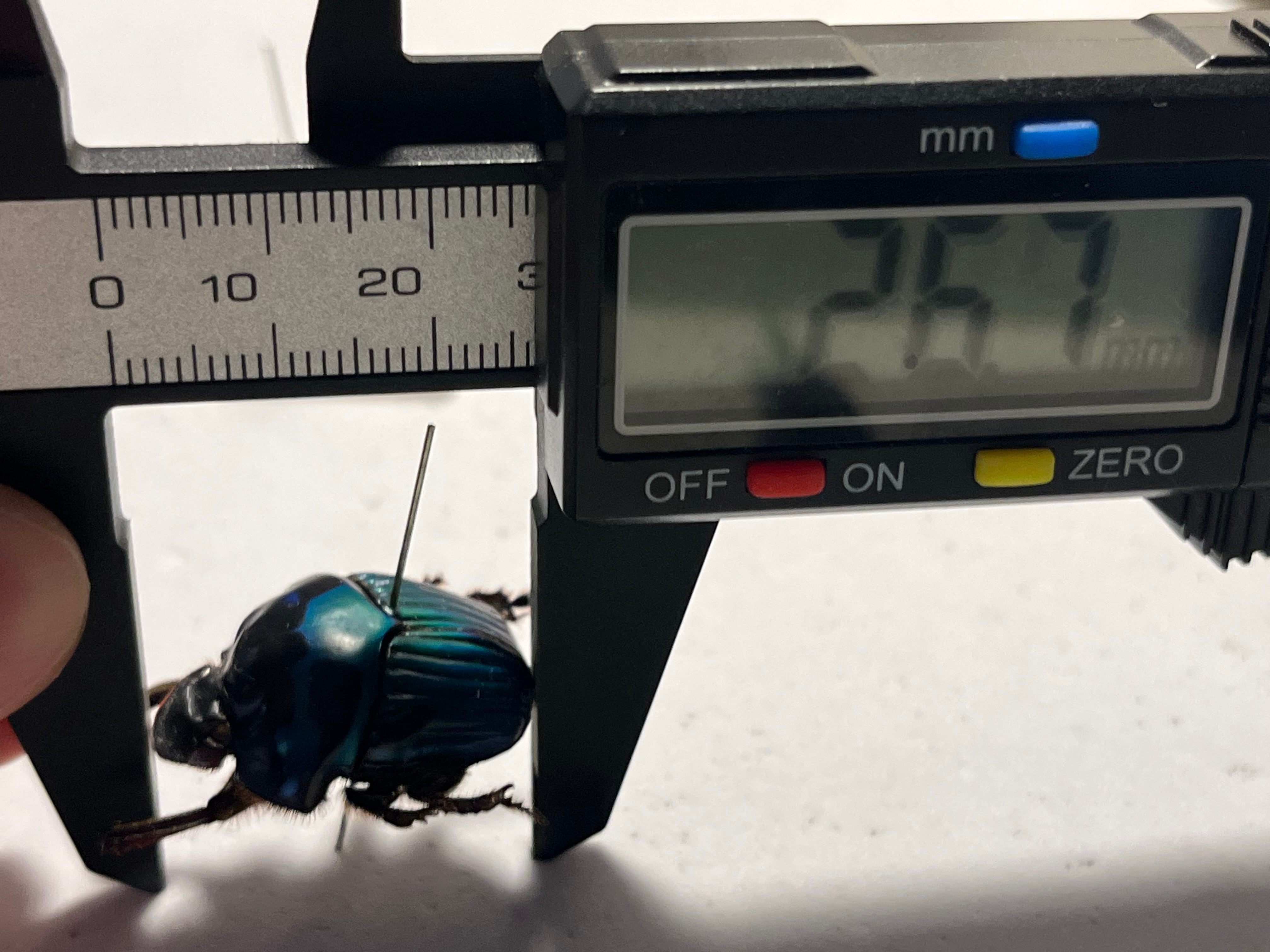 幸運ノ虫】エメラルドツヤダイコクコガネ フンチュウ糞虫昆虫標本甲虫