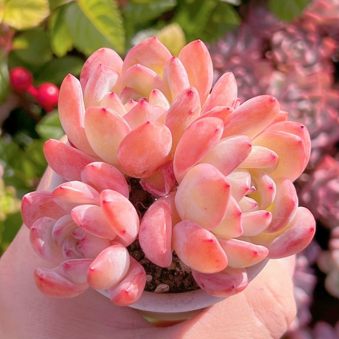 多肉植物　スターマーク　群生　新入荷　るる農園