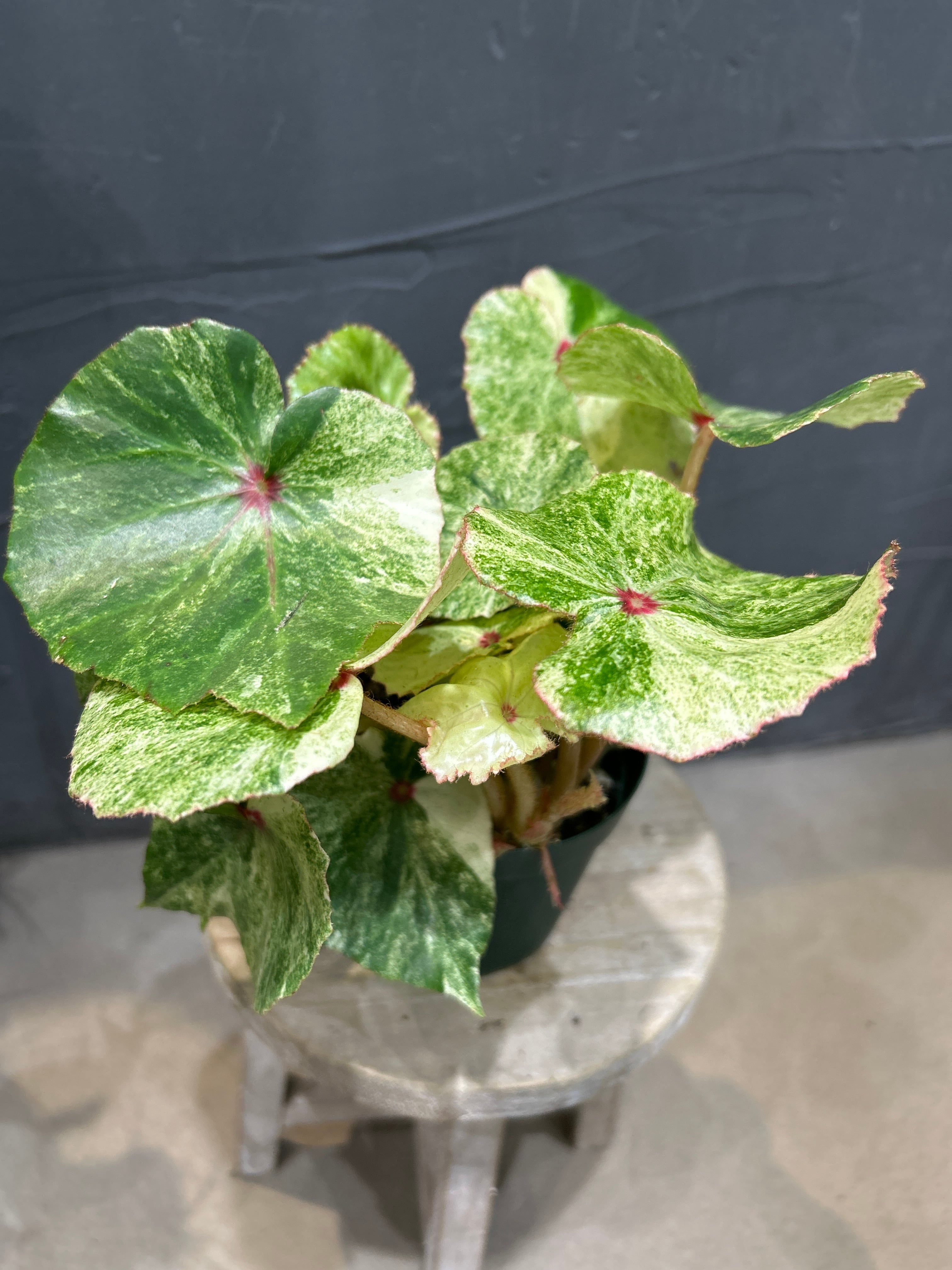 D ベゴニア ルージュ バリエガータ | MIDORIYA 観葉植物専門店