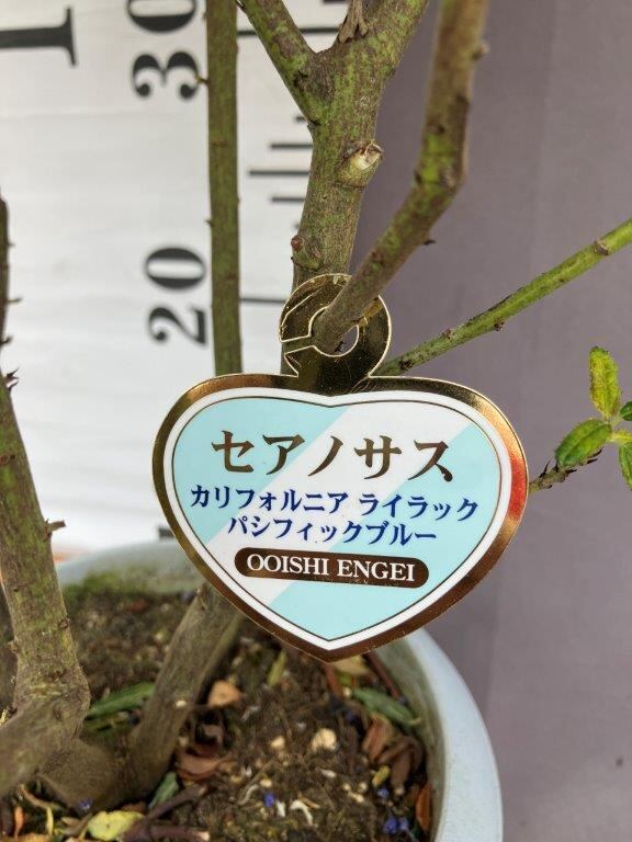 セアノサス【カルフォルニアライラック】6号ポット | 日本ライン花木