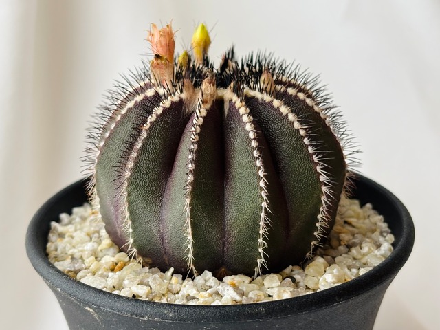 Uebelmmania pectinifera　ユーベルマニア・ペクチニフェラ　サボテン