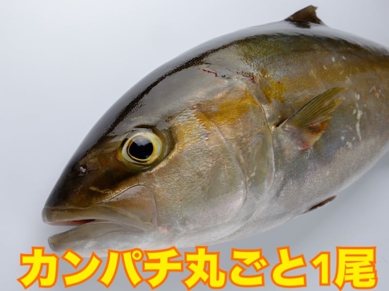 魚の親指の第一関節  カグラバチ 座村清市 パラレル 2枚セット カンパチ丸ごと1尾『冷蔵』 | 小島水産