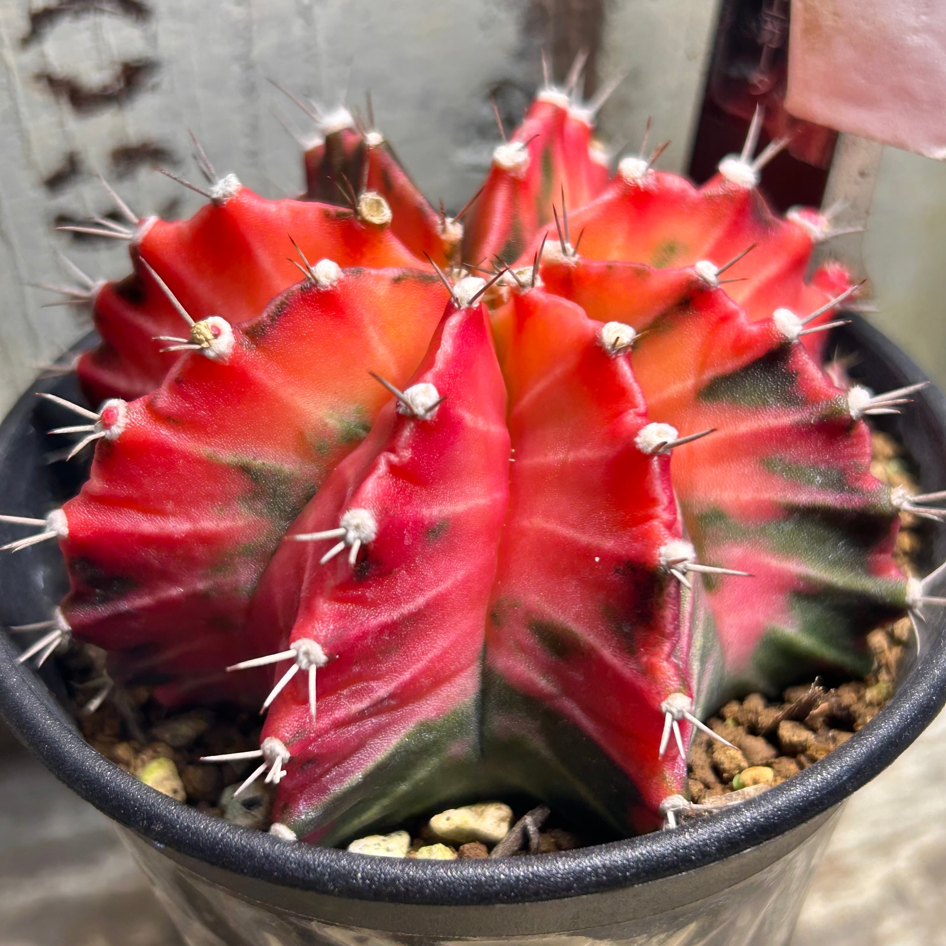 T)②ギムノカリキウム ミハノビッチ バリエガータ | RuPo 多肉植物専門店