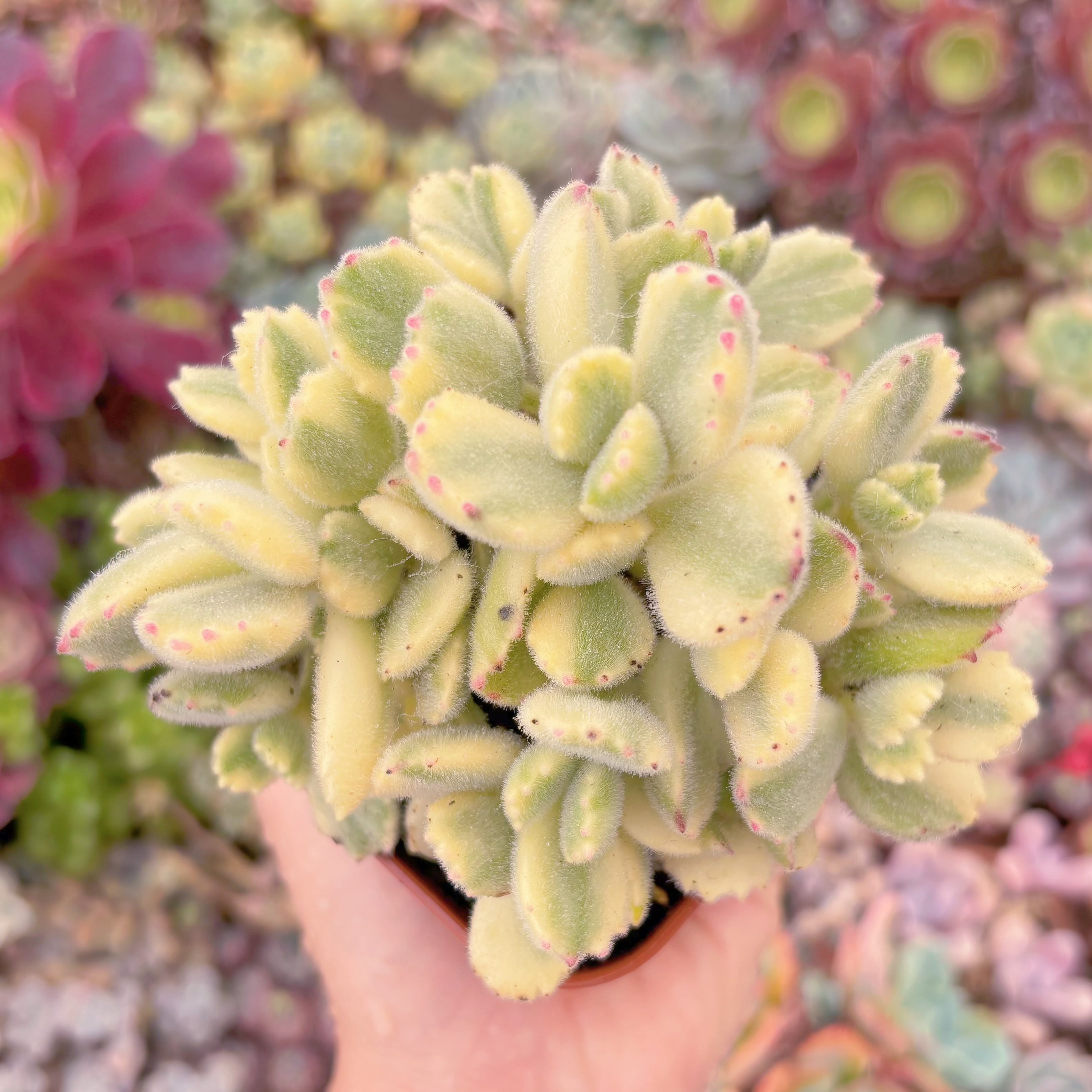 現品　白熊#882　るる農園