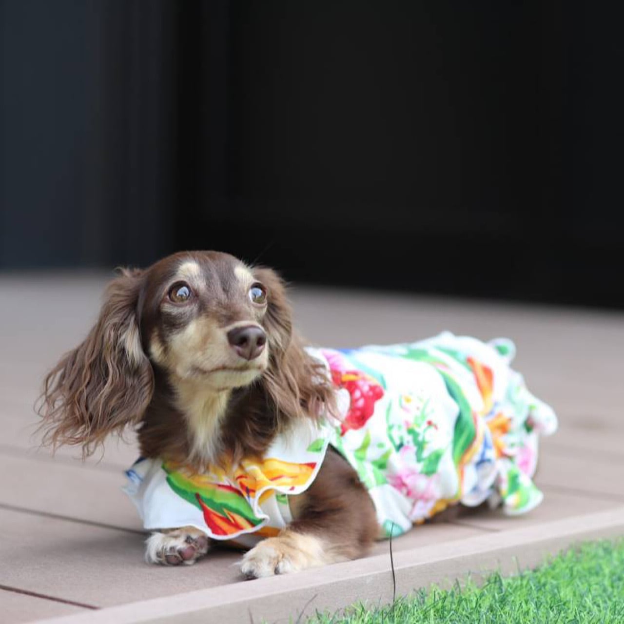 ムームー | カニンヘンダックスとミニチュアダックス専門のお