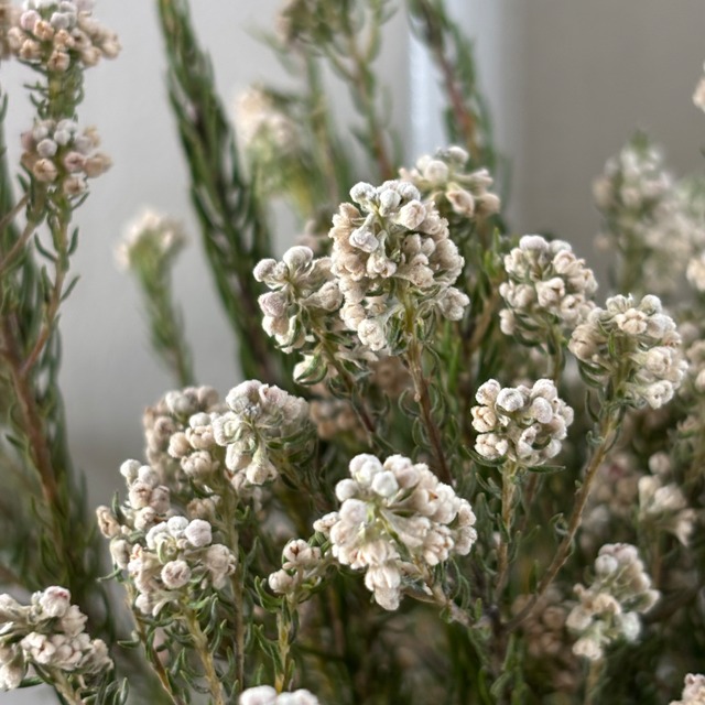 ドライ花材にもおススメ　【限定お宝商品　即出荷】　フィリカロック　1束（約10本）