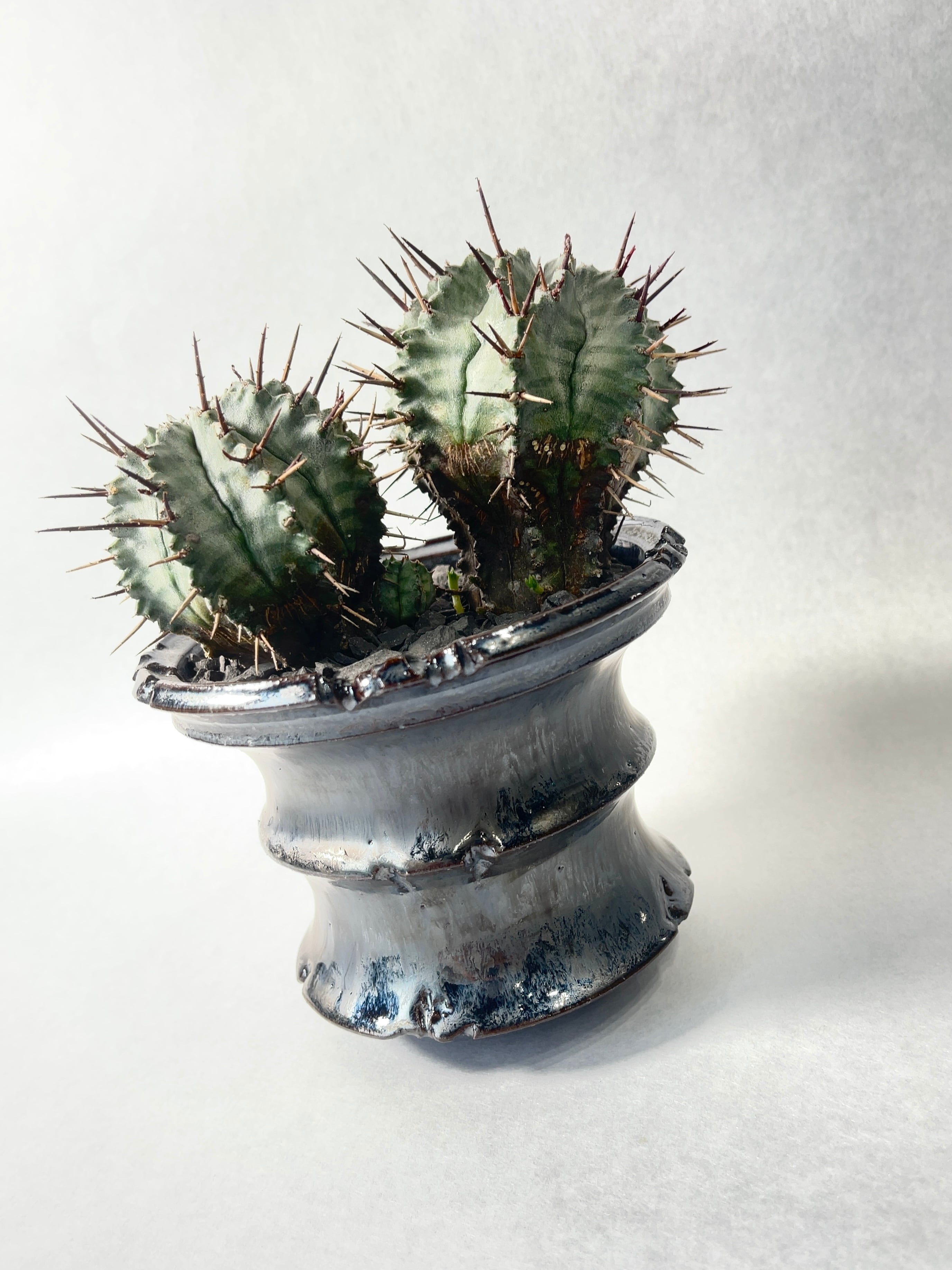 ユーフォルビア　ホリダ　RS202 ① d0a8ed8bfdec43f89a3d0d67a19d69