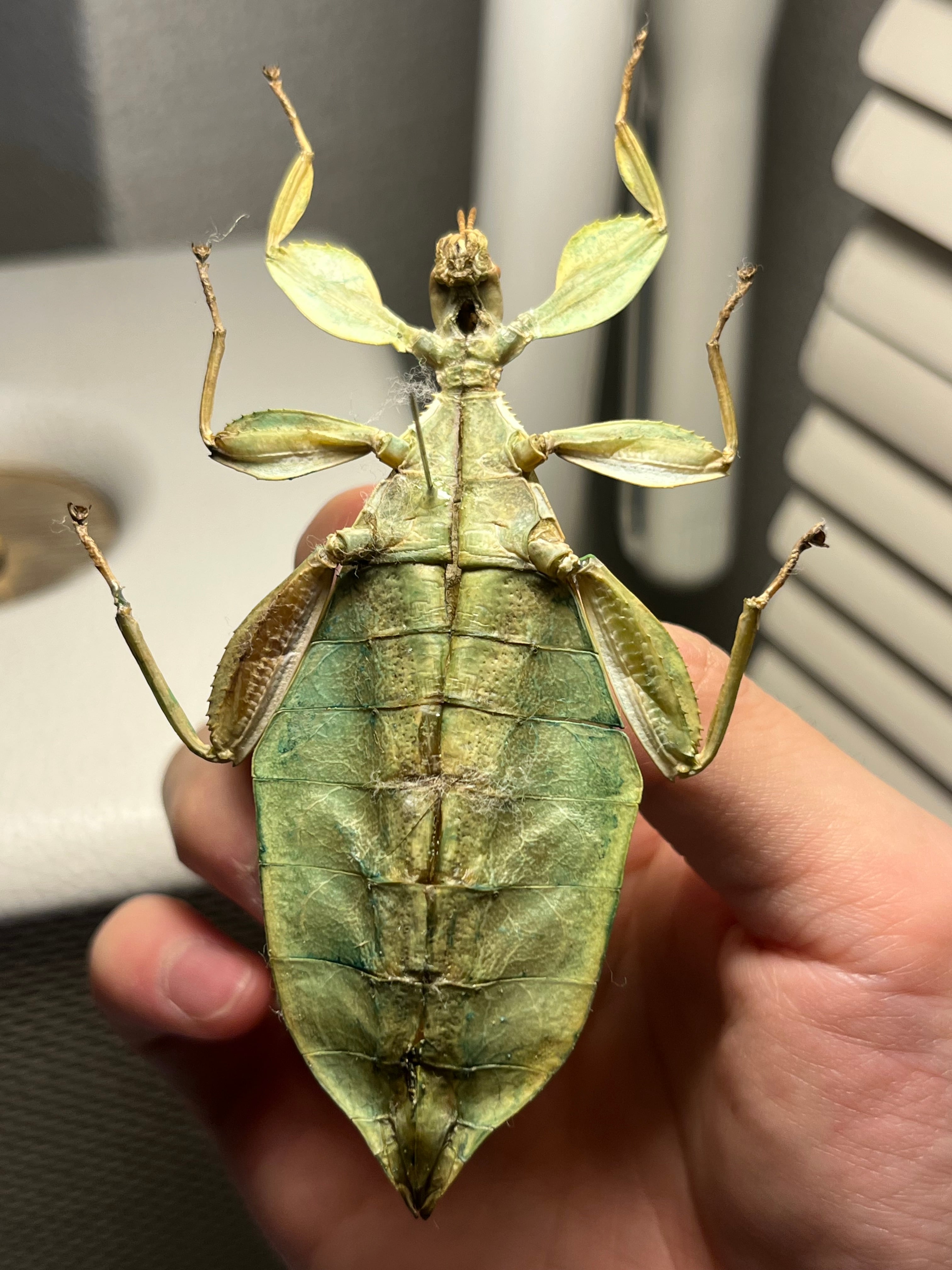 オオコノハムシ 黄緑モルフ昆虫標本 ナナフシタランチュラムカデサソリ