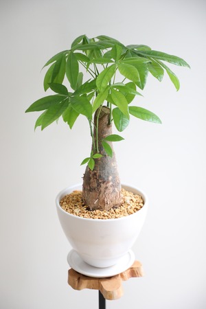 【M】パキラ /Pachira