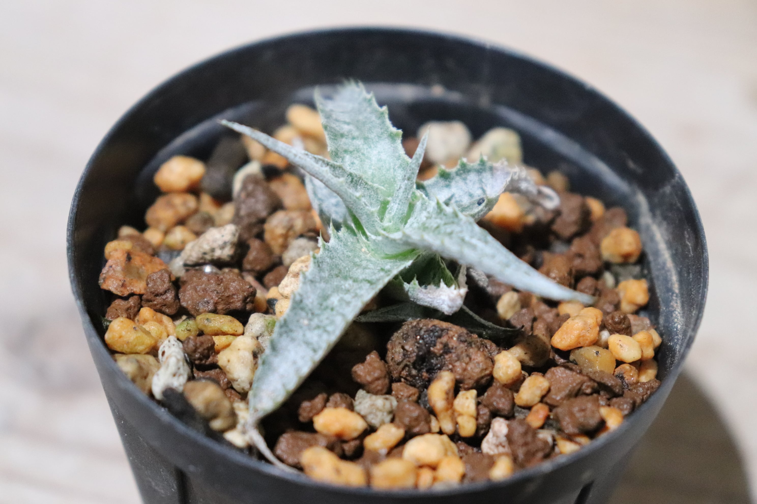 送料無料】Hechtia lanata seedling〔ディッキア〕現品発送HE011