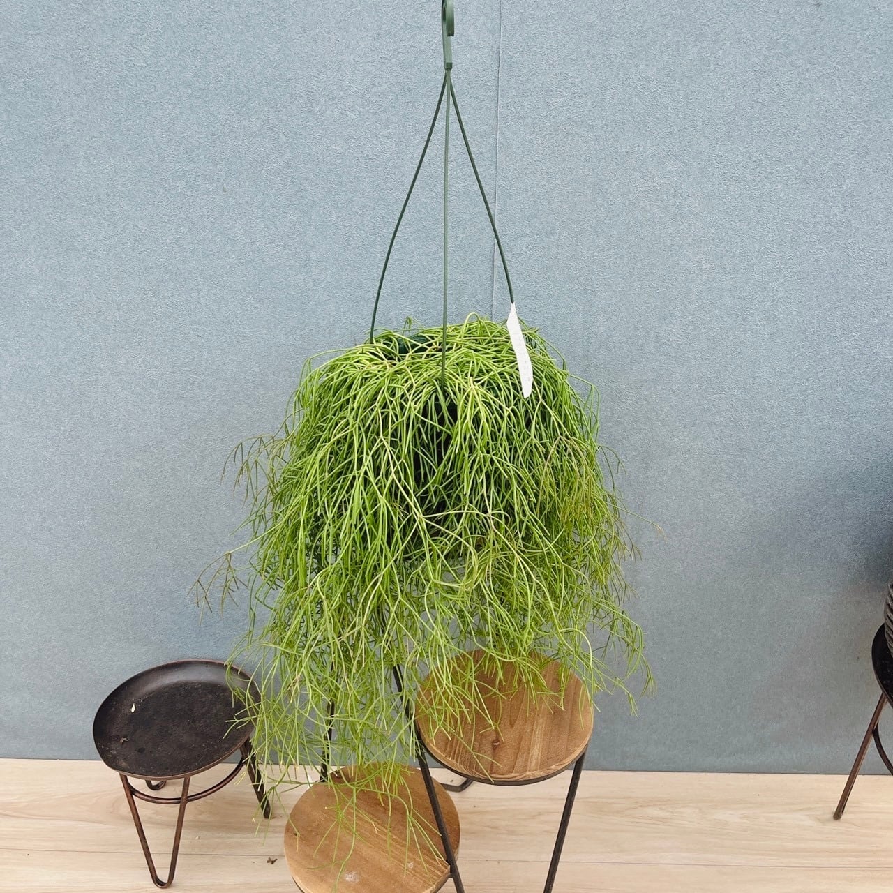 現品］A6 リプサリス カスッサ 観葉植物 室内 蔓性 かわいい 吊り鉢
