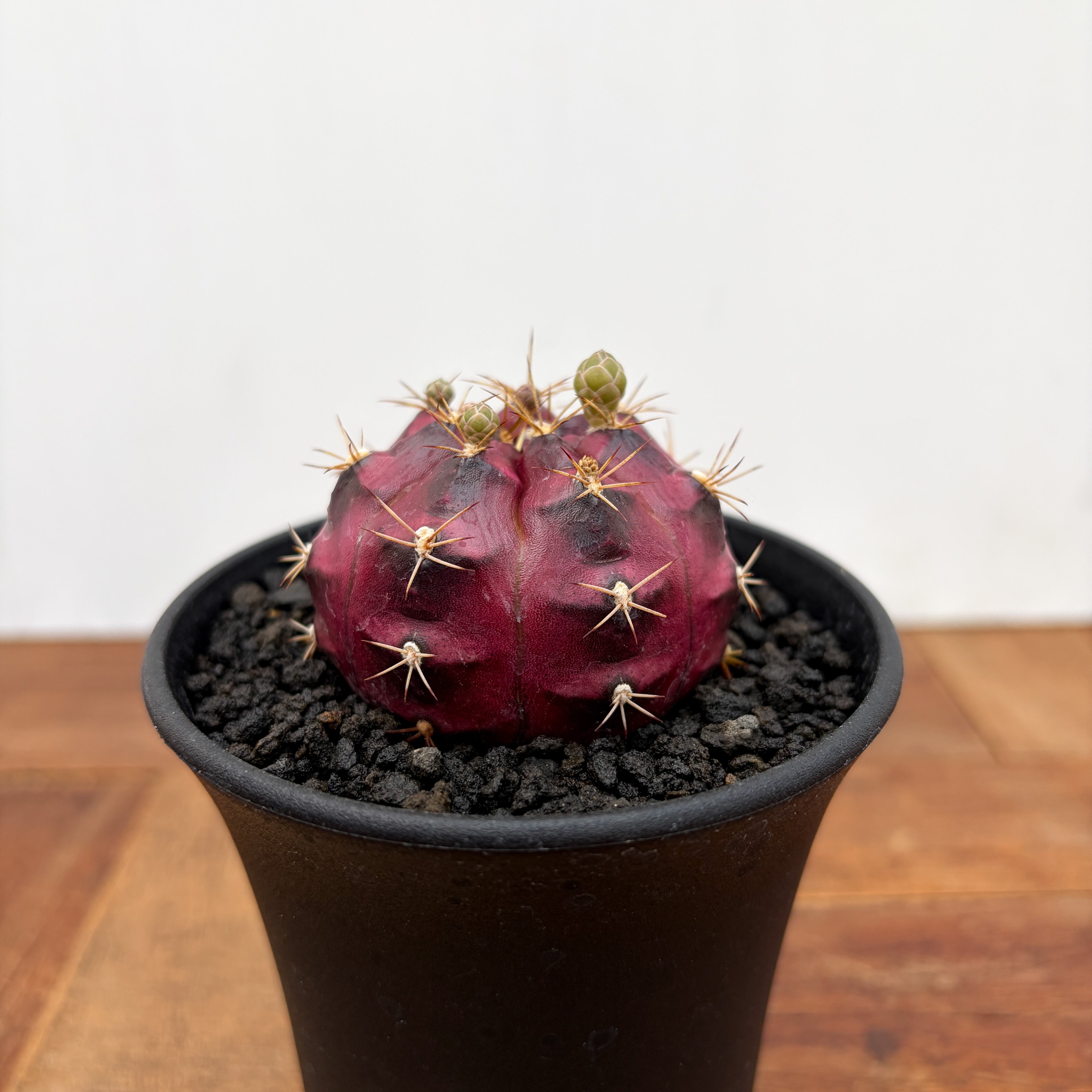 Gymnocalycium daydream【ギムノカリキウム・デイドリーム】 | RIMO'S