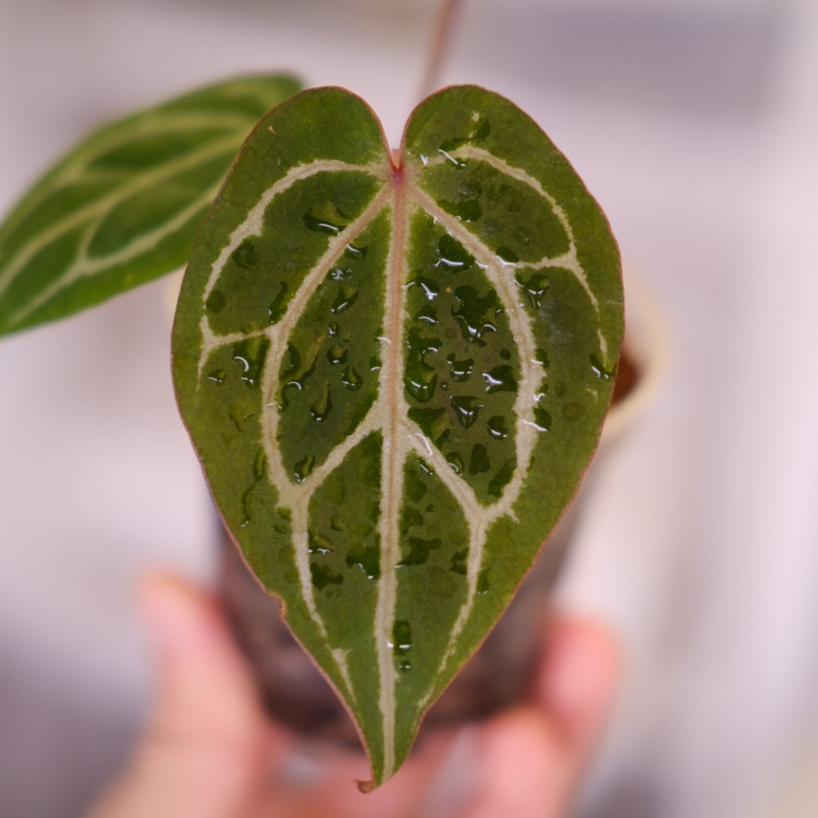 Anthurium.Zara Michelle #4 × A.Zara Michelle #2 / アンスリウム