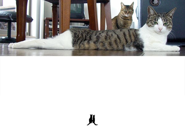 猫 ポストカード The Cat who....メッセージ記入用 10x14.8センチ(cm)官製はがきサイズ 猫写真 はがき ねこ葉書 ネコハガキ Postcard アイとちび