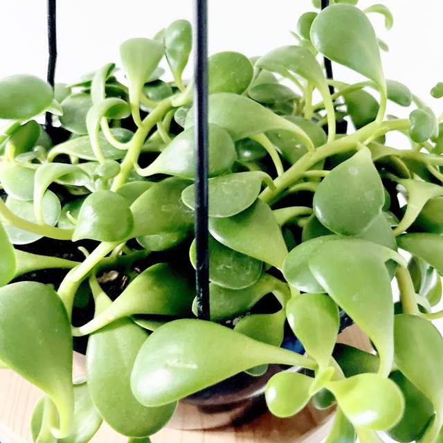 《希少》セネキオ ヤコブセニー 観葉植物 吊り下げ calm cafe