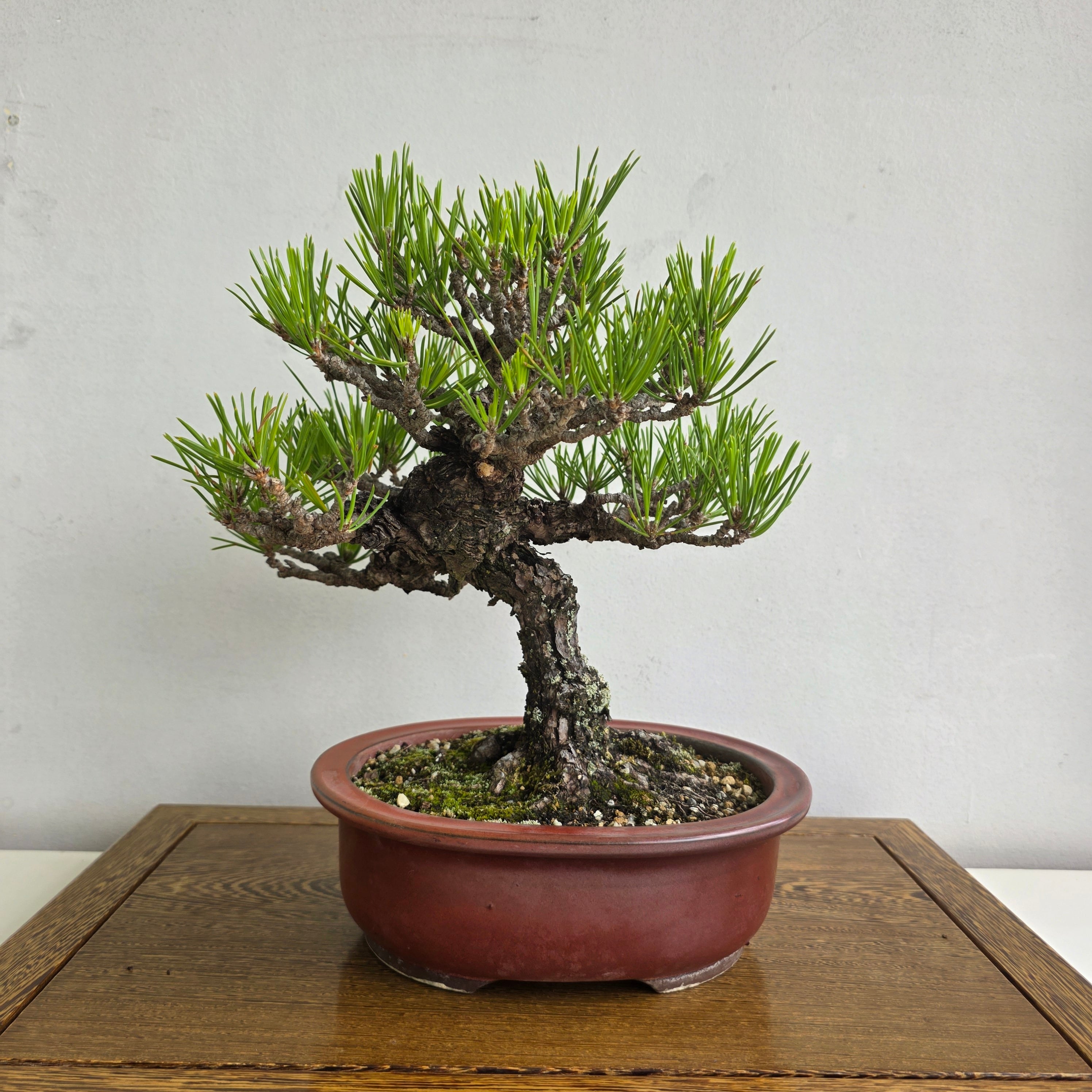公式EC】BONSAI IKUMA