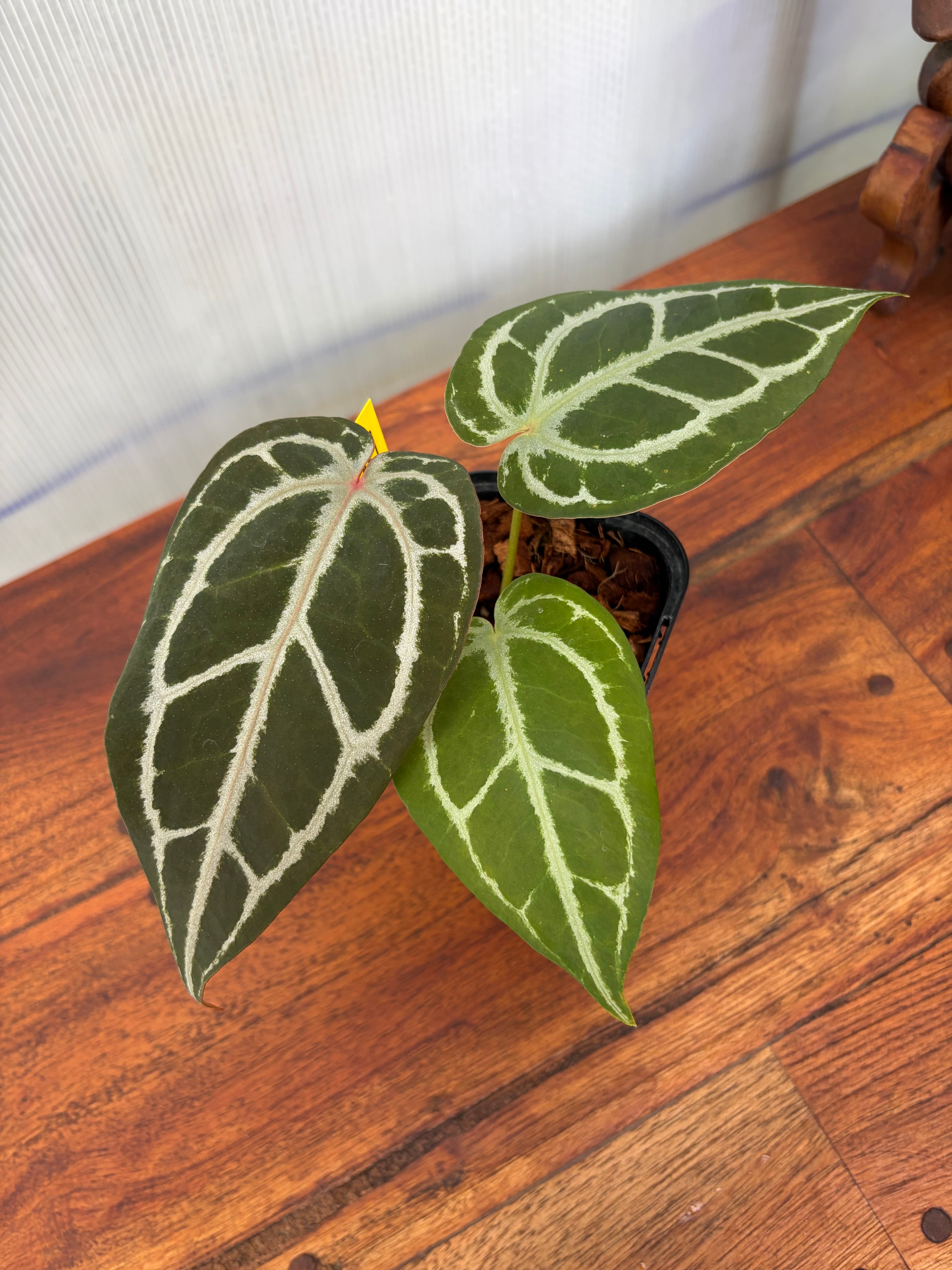 Anthurium | BALI-AN 園芸
