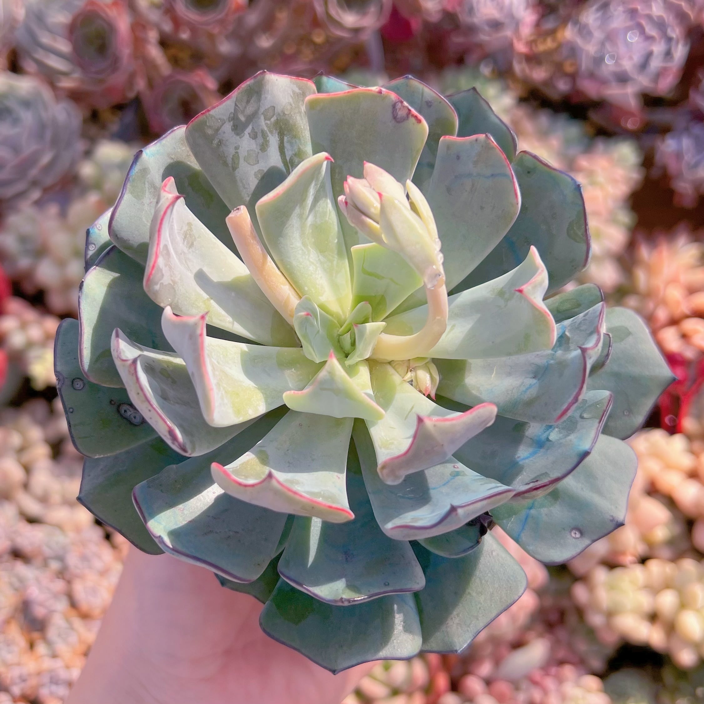 現品　ストリクチフローラ#1800　大苗　るる農園