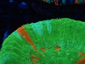 Scolymia Unique IceBleedingApple