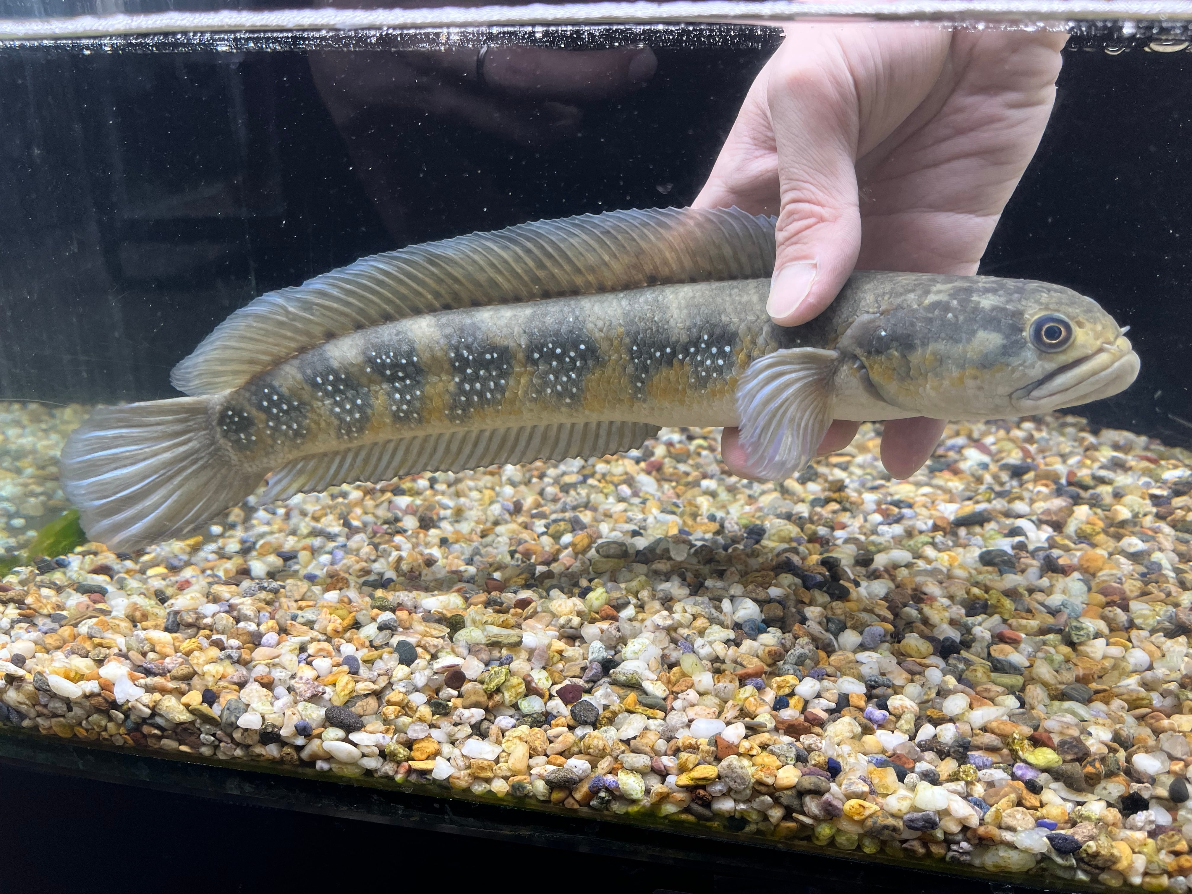 特価！シンガポール直輸入便WILDチャンナプルクラXL22cm± NO8 | アクア
