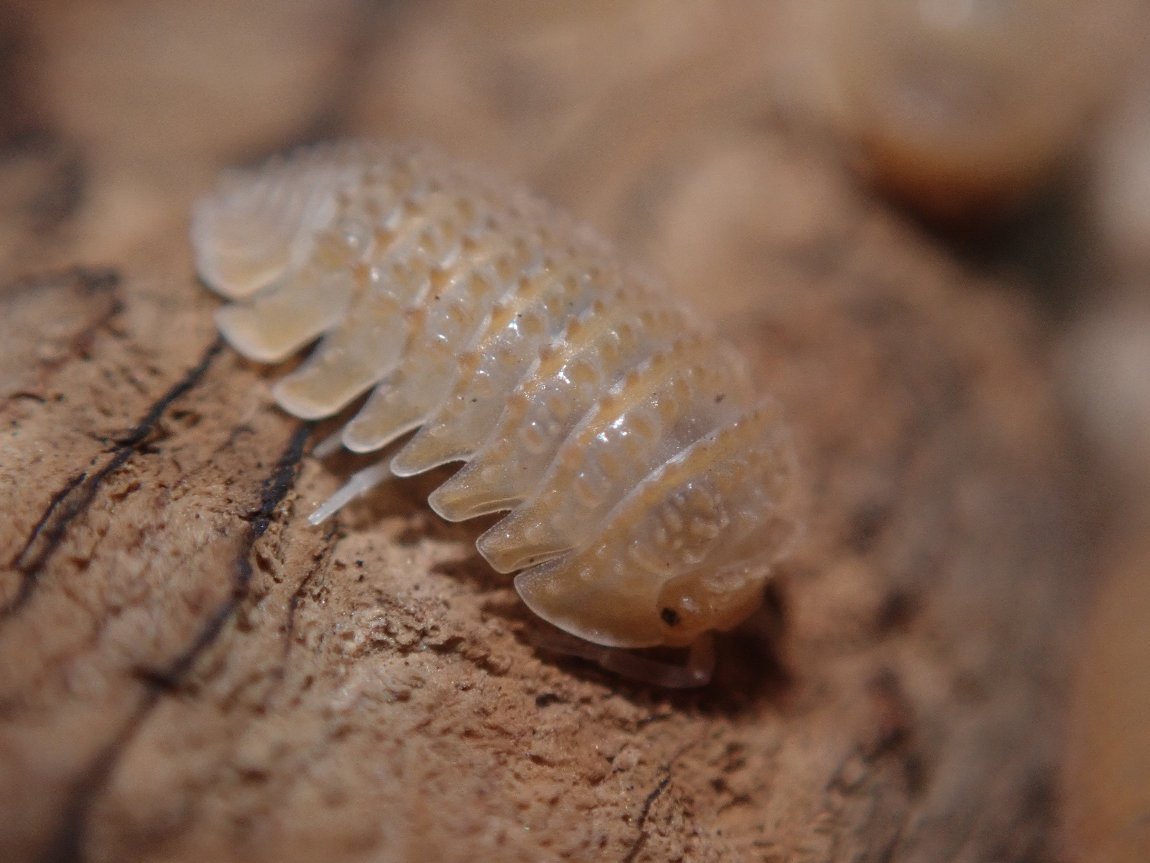 ダンゴムシ | Bug Bug bugs 【奇蟲専門店】