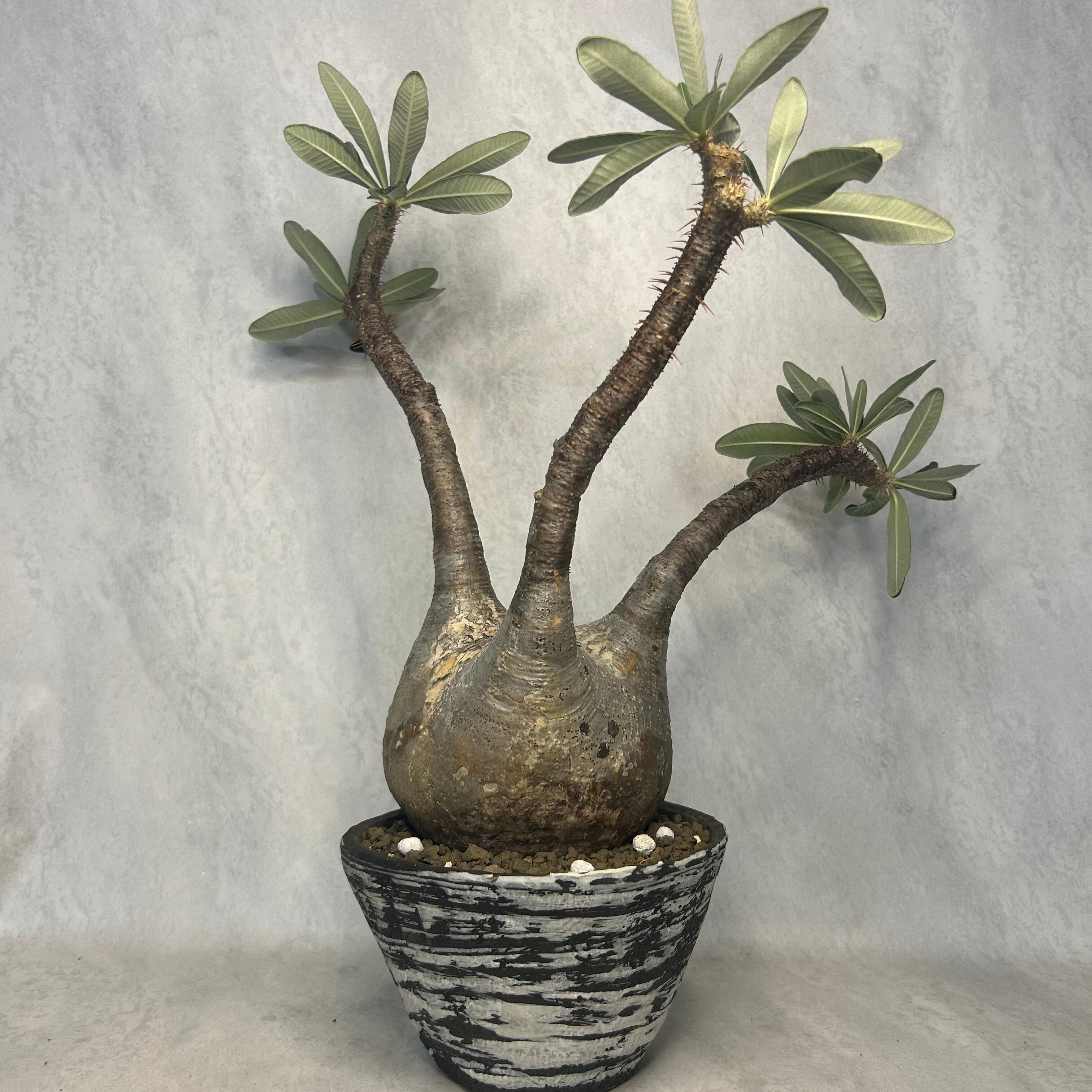 良型　パキポディウムグラキリス　現地球　ベアルート　チビグラ パキポディウム グラキリス 現地球 手乗りサイズ チビグラ（鉢