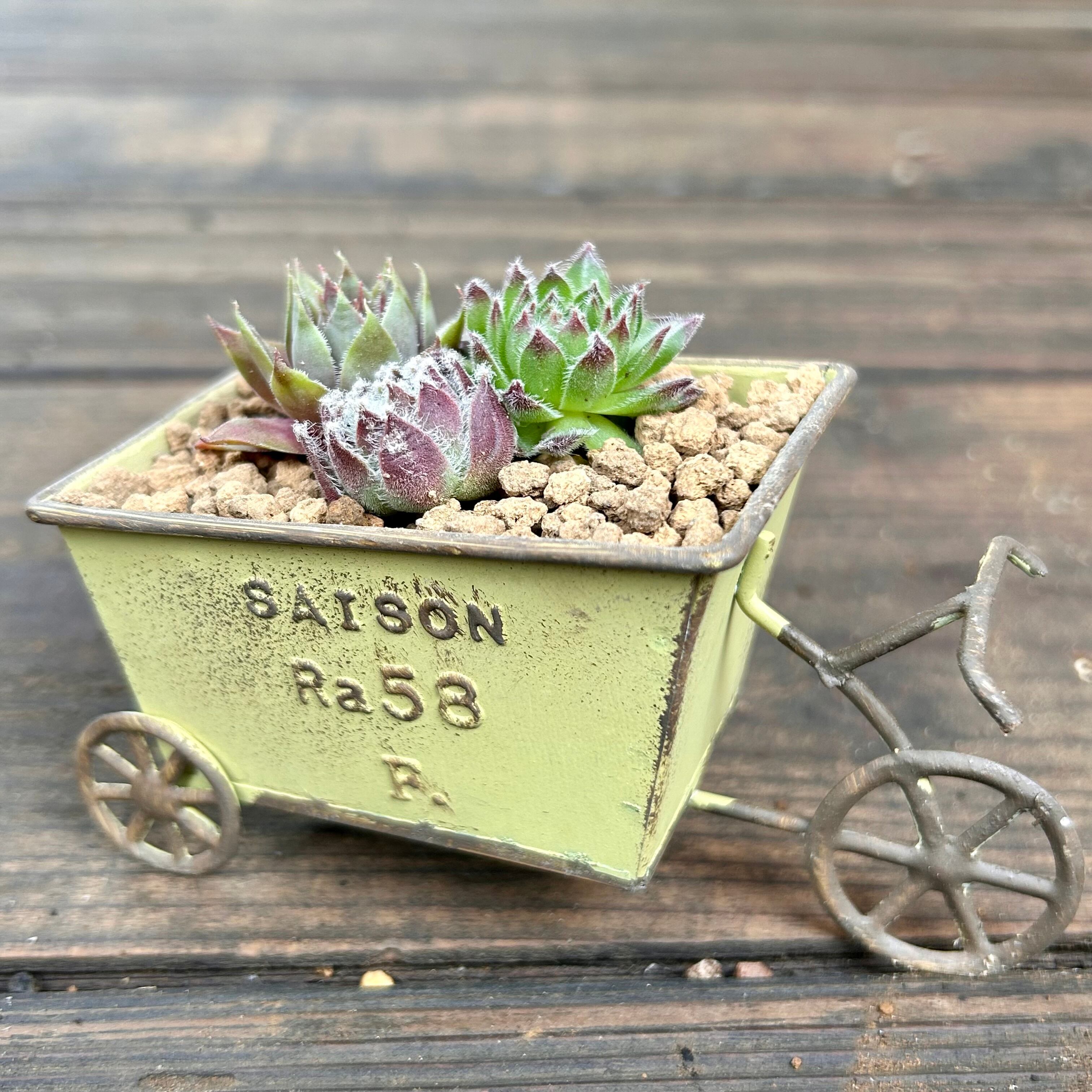 T)センペル寄せ植え(鉢付き | RuPo 多肉植物専門店